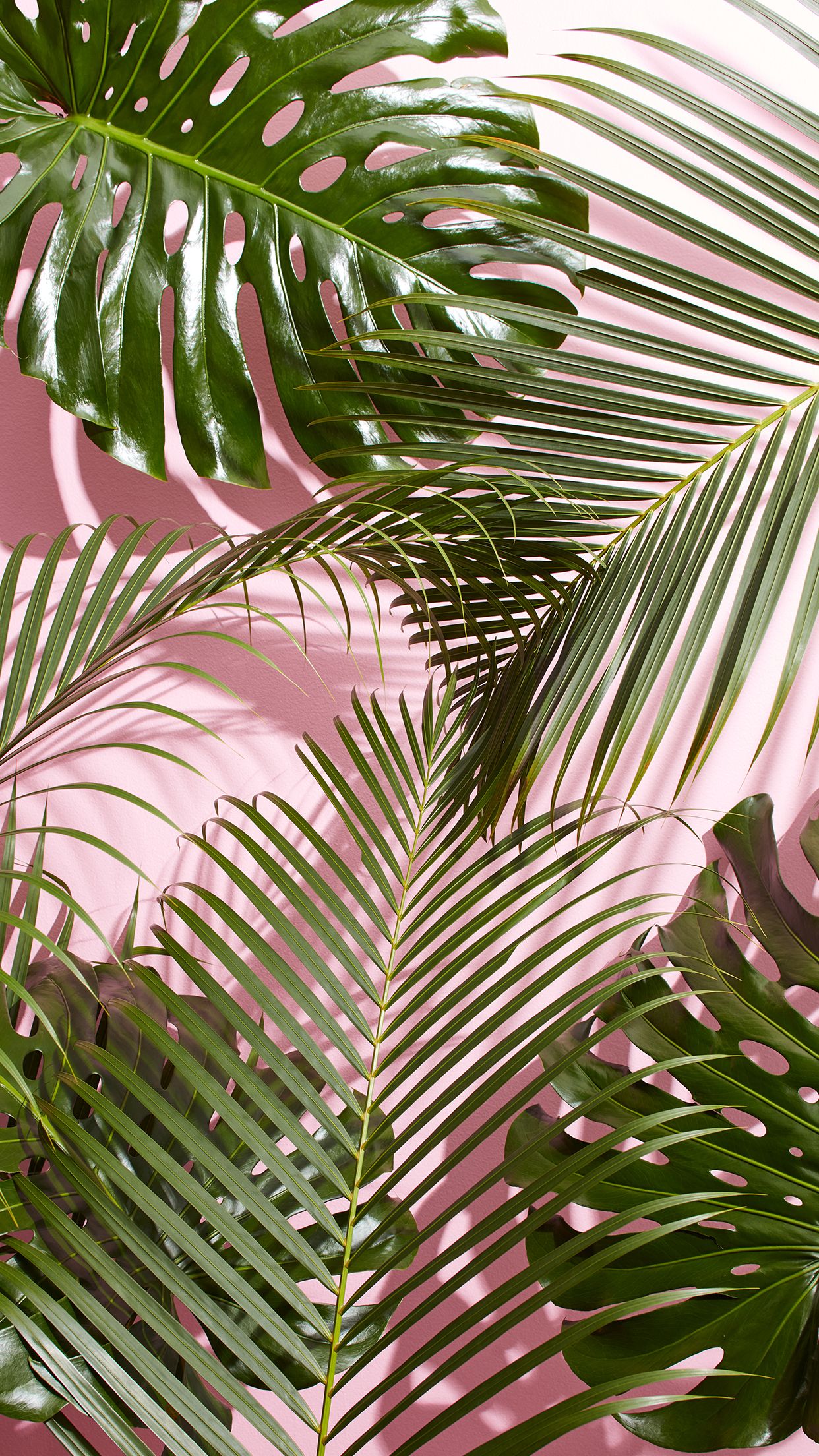 Minimal Tropical Wallpapers