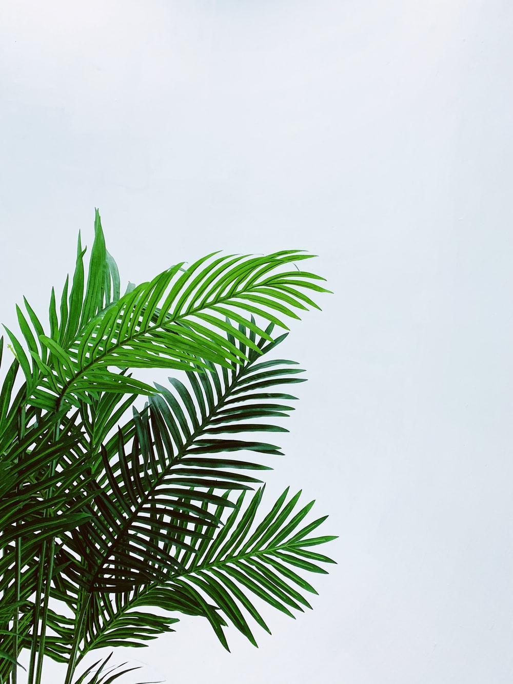 Minimal Tropical Wallpapers