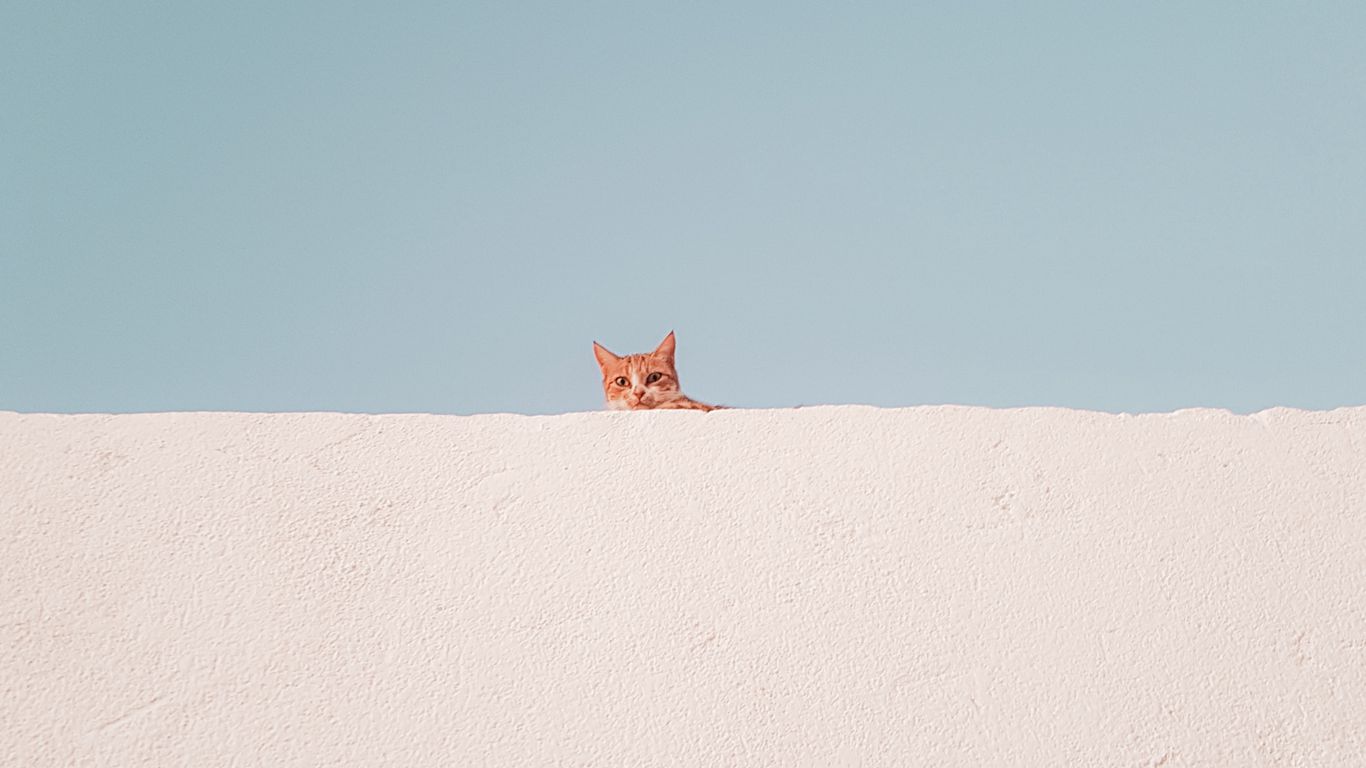 Minimalist Cat Wallpapers