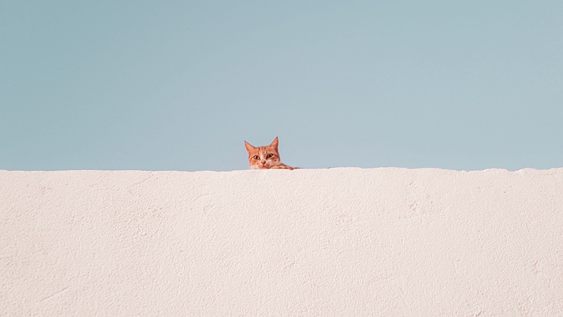 Minimalist Cat Wallpapers