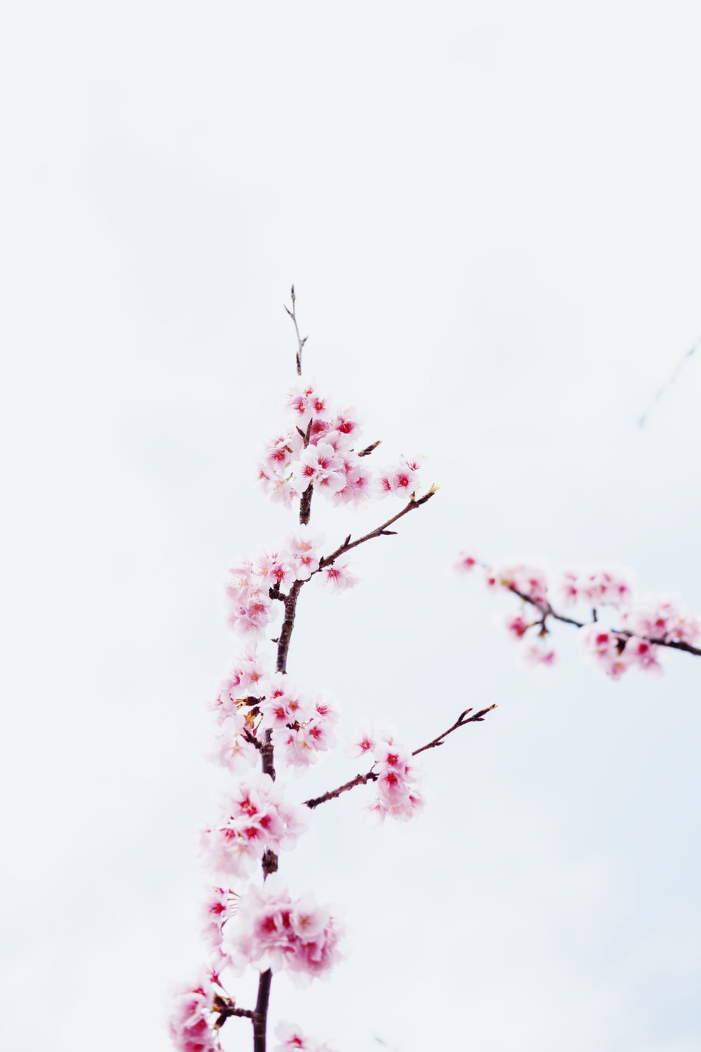 Minimalist Cherry Blossom Wallpapers