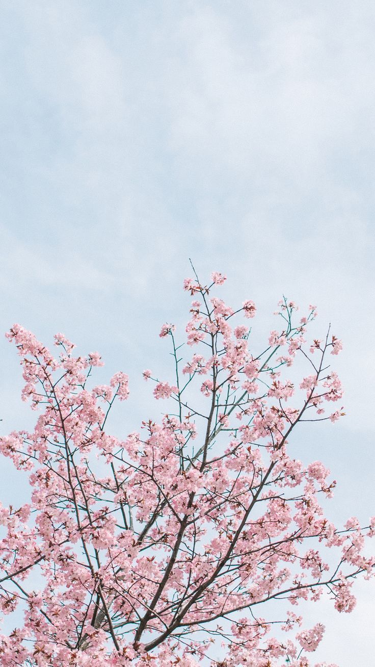 Minimalist Cherry Blossom Wallpapers