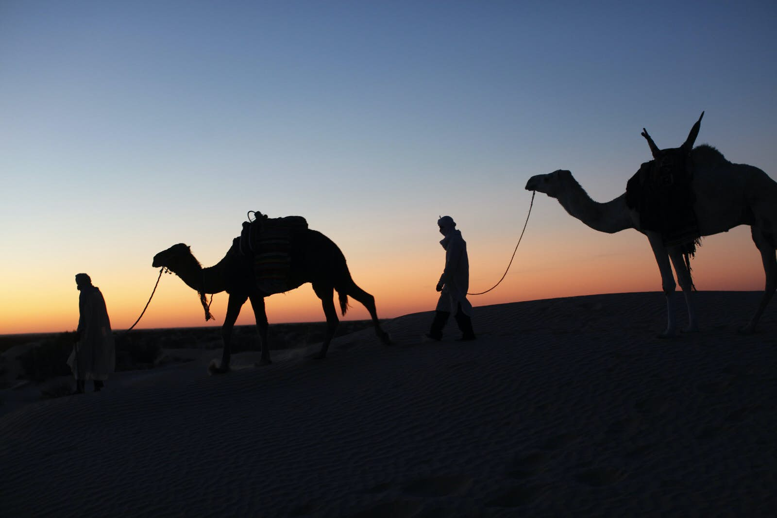 Minimalist Desert Night Camel Walking Wallpapers