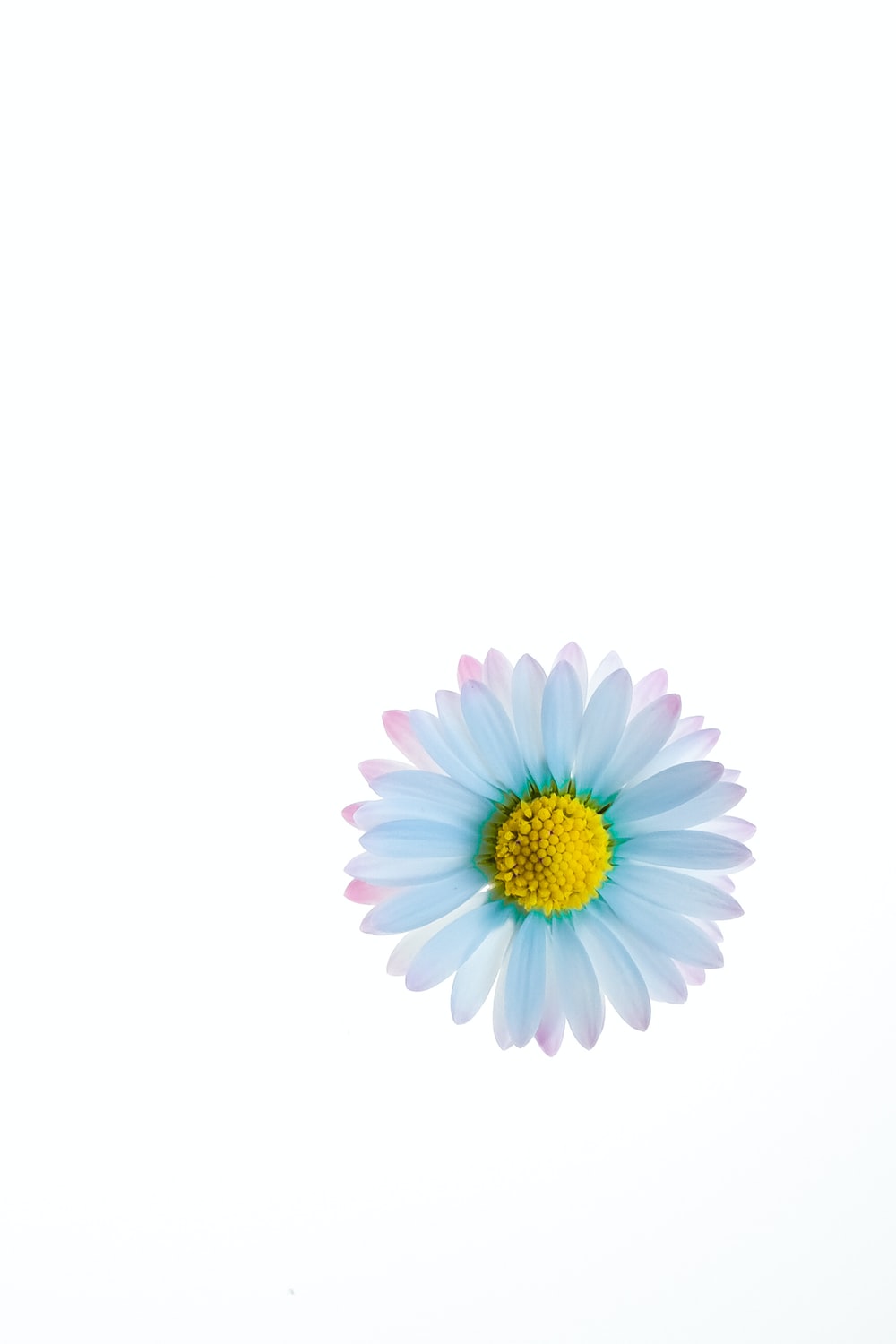 Minimalist Floral Laptop Wallpapers