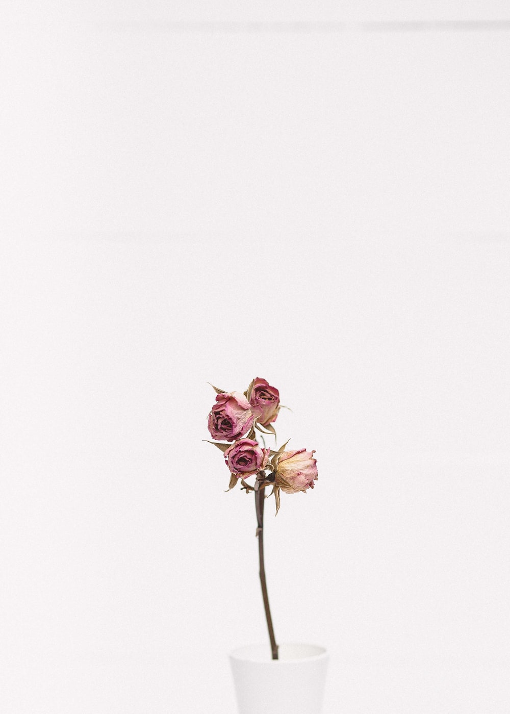 Minimalist Flower Wallpapers