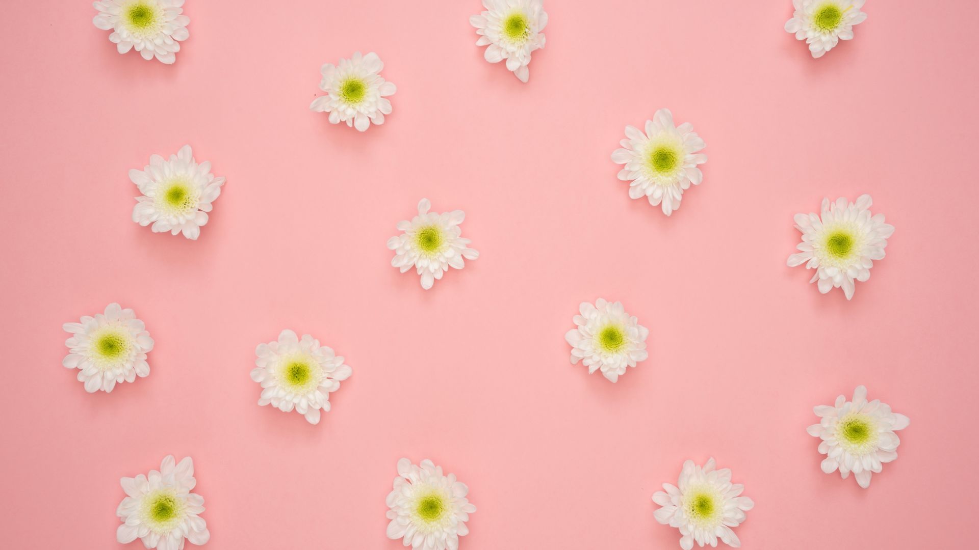 Minimalist Flower Wallpapers