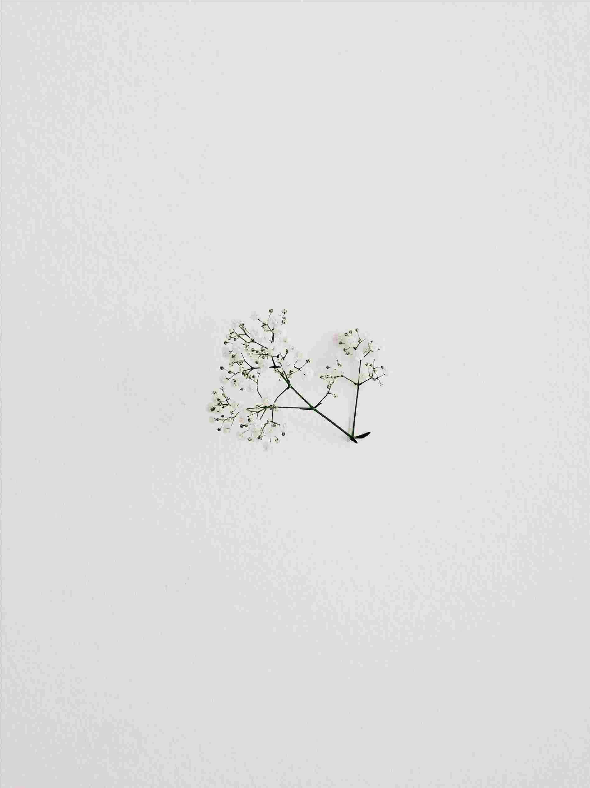 Minimalist Flower Wallpapers