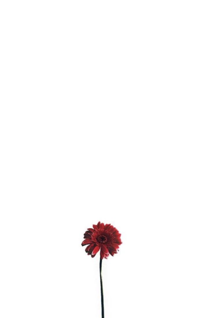 Minimalist Flower Wallpapers