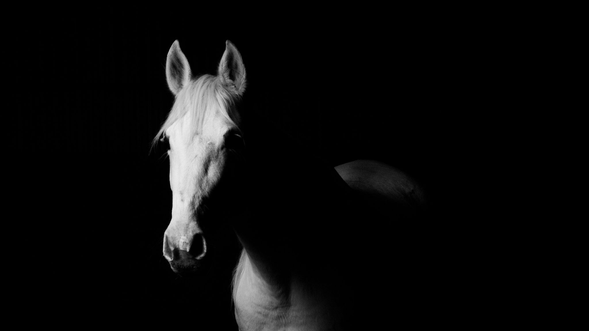 Minimalist Horse Wallpapers