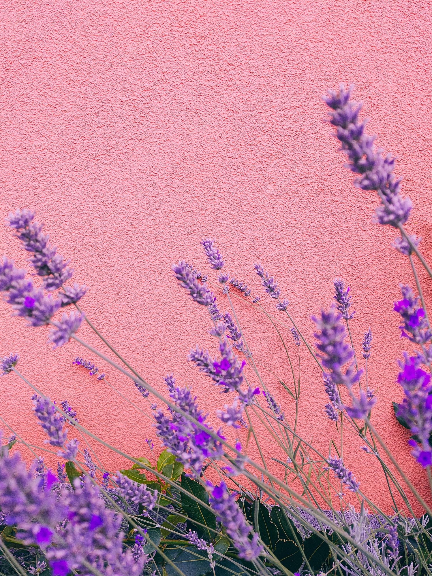 Minimalist Lavender Flowers Wallpapers