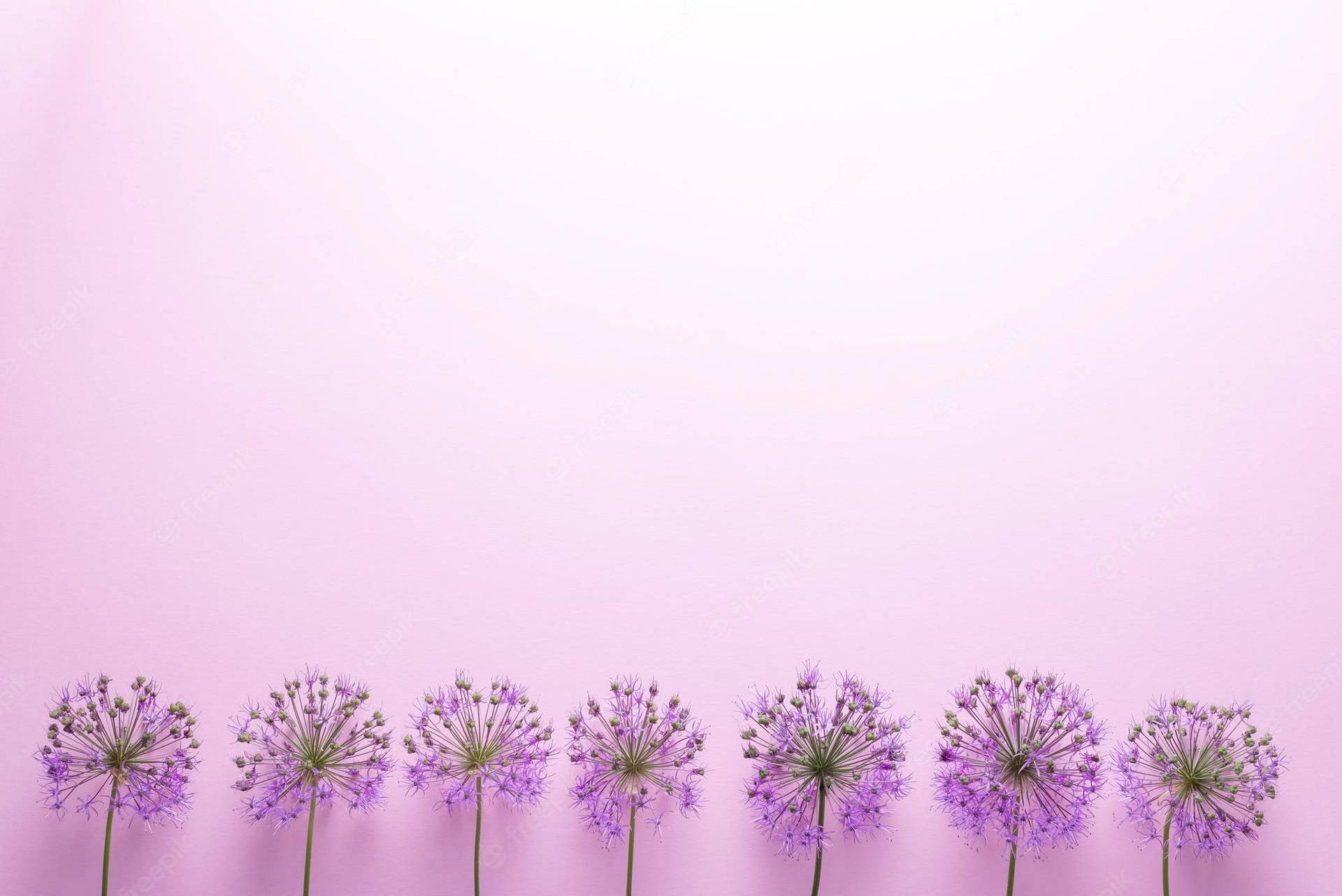 Minimalist Lavender Flowers Wallpapers