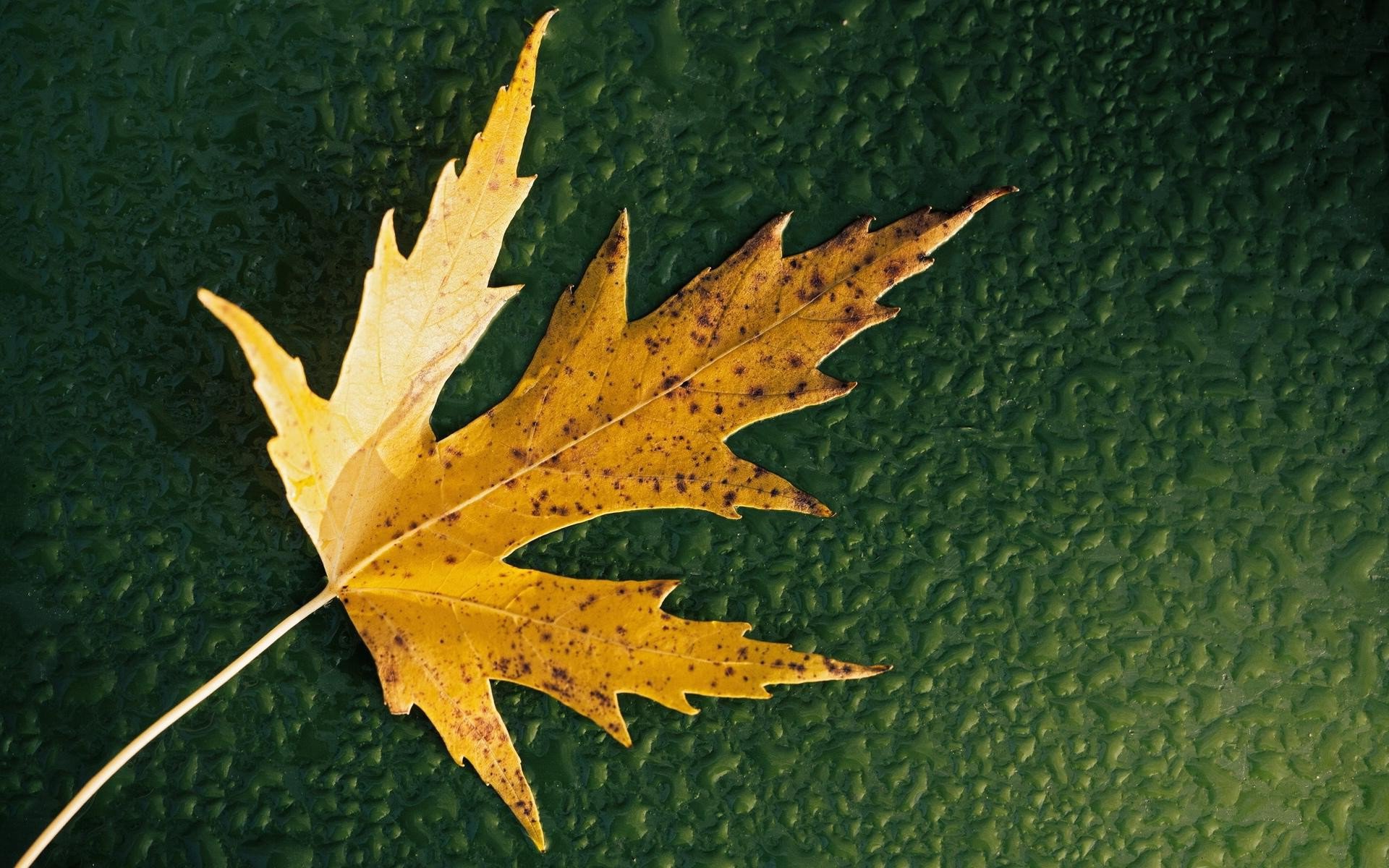 Minimalist Leaf Wallpapers