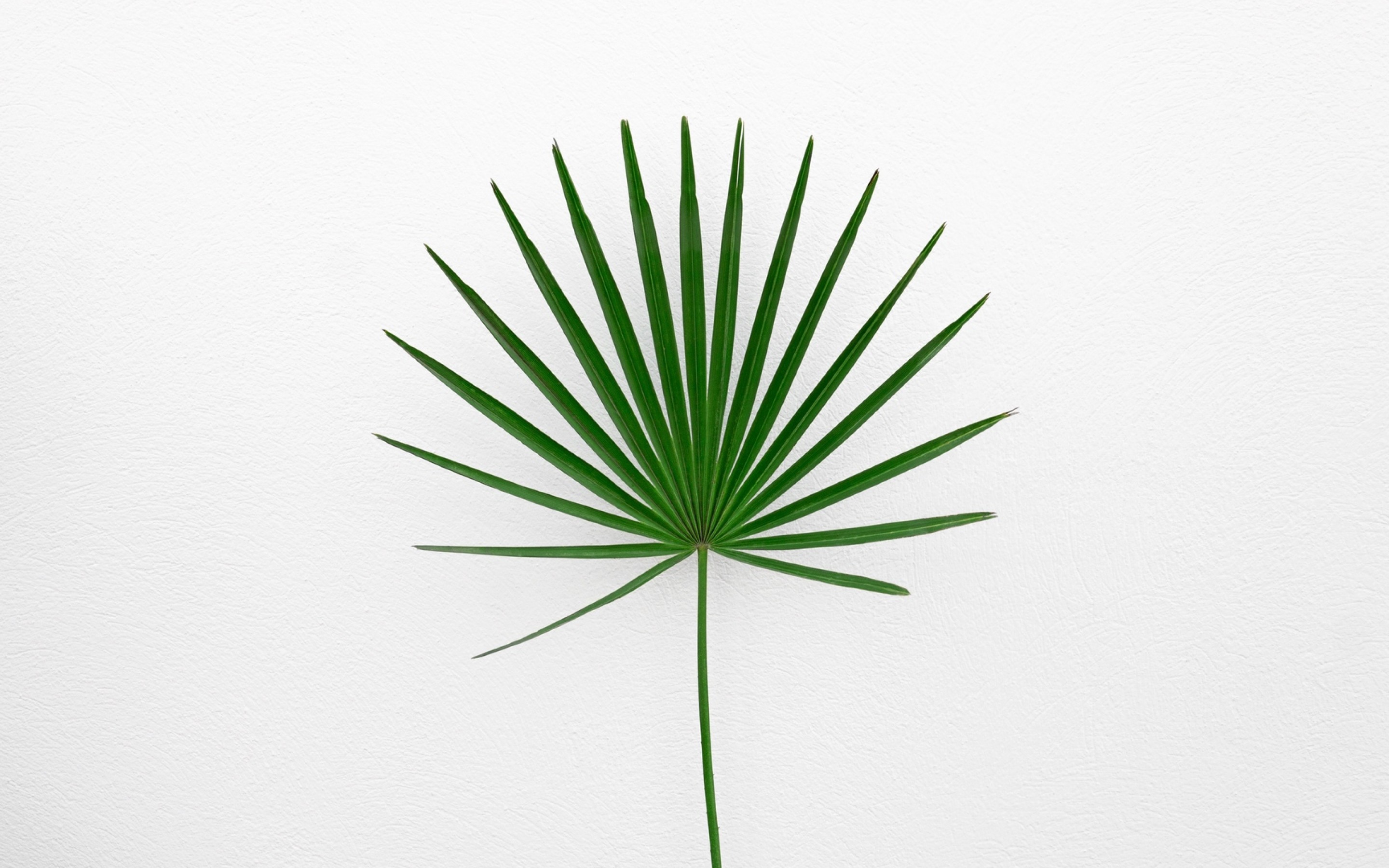 Minimalist Plant Desktop Wallpapers