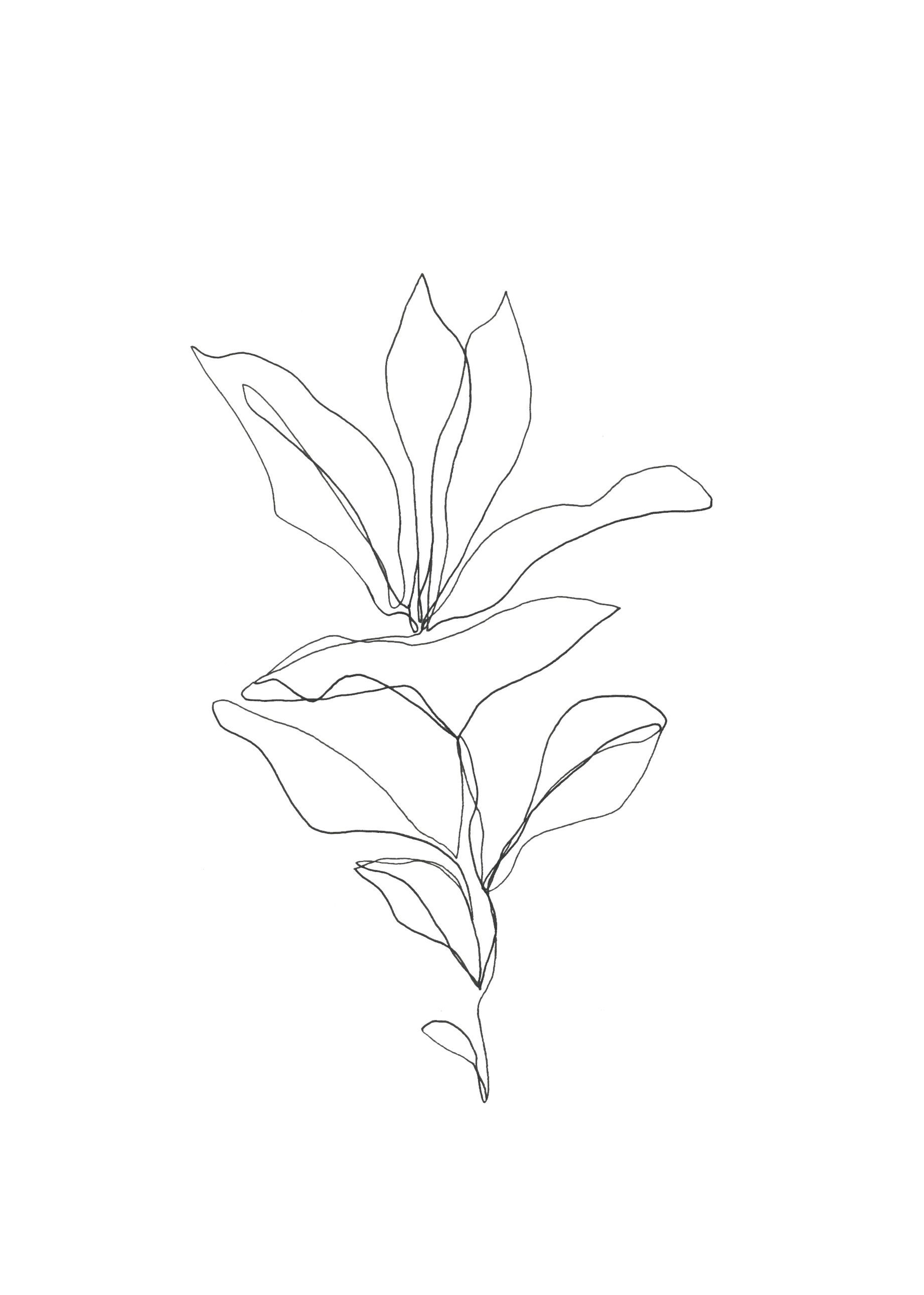 Minimalist Plant Drawing Wallpapers