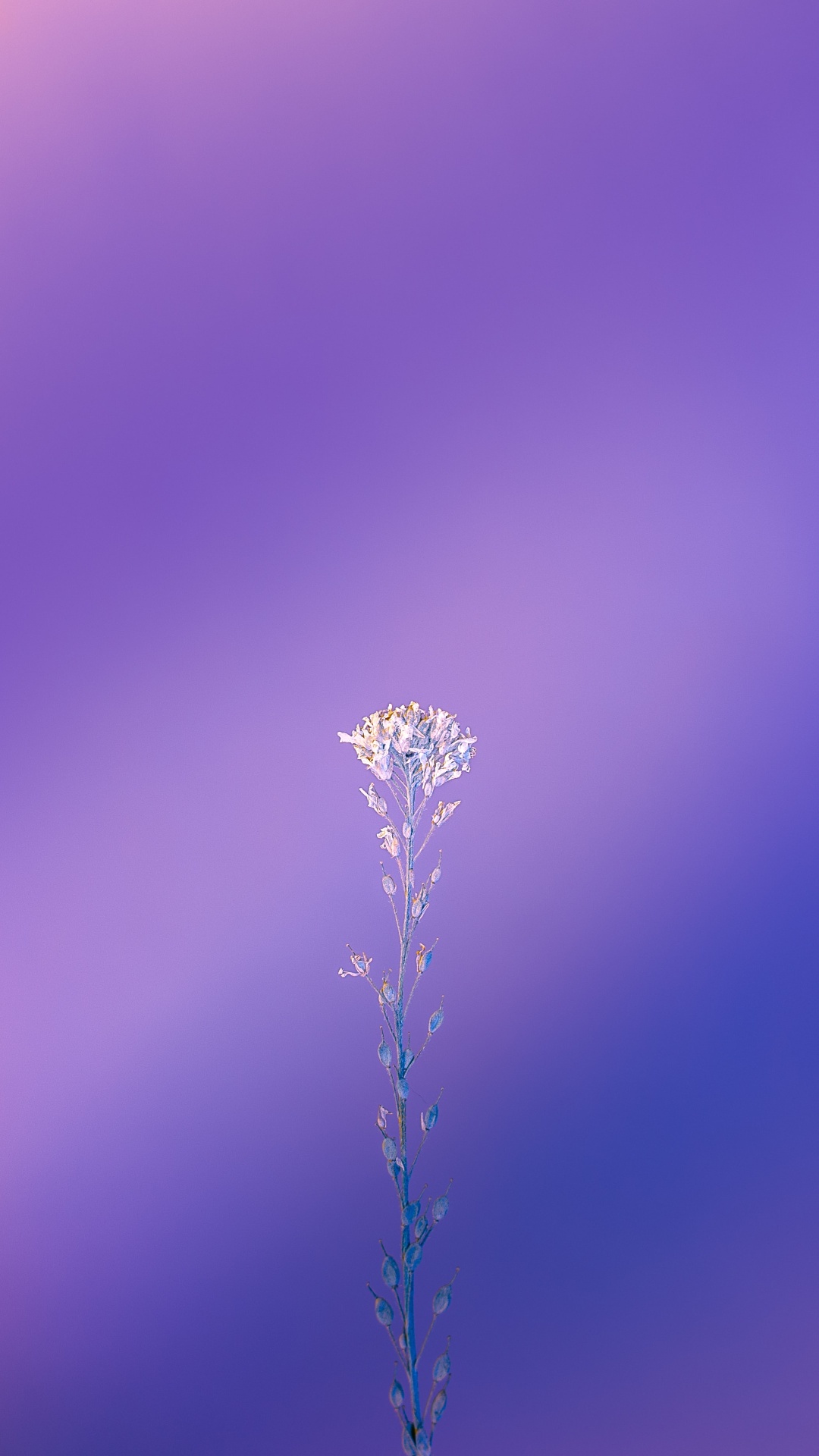 Minimalist Purple Wallpapers