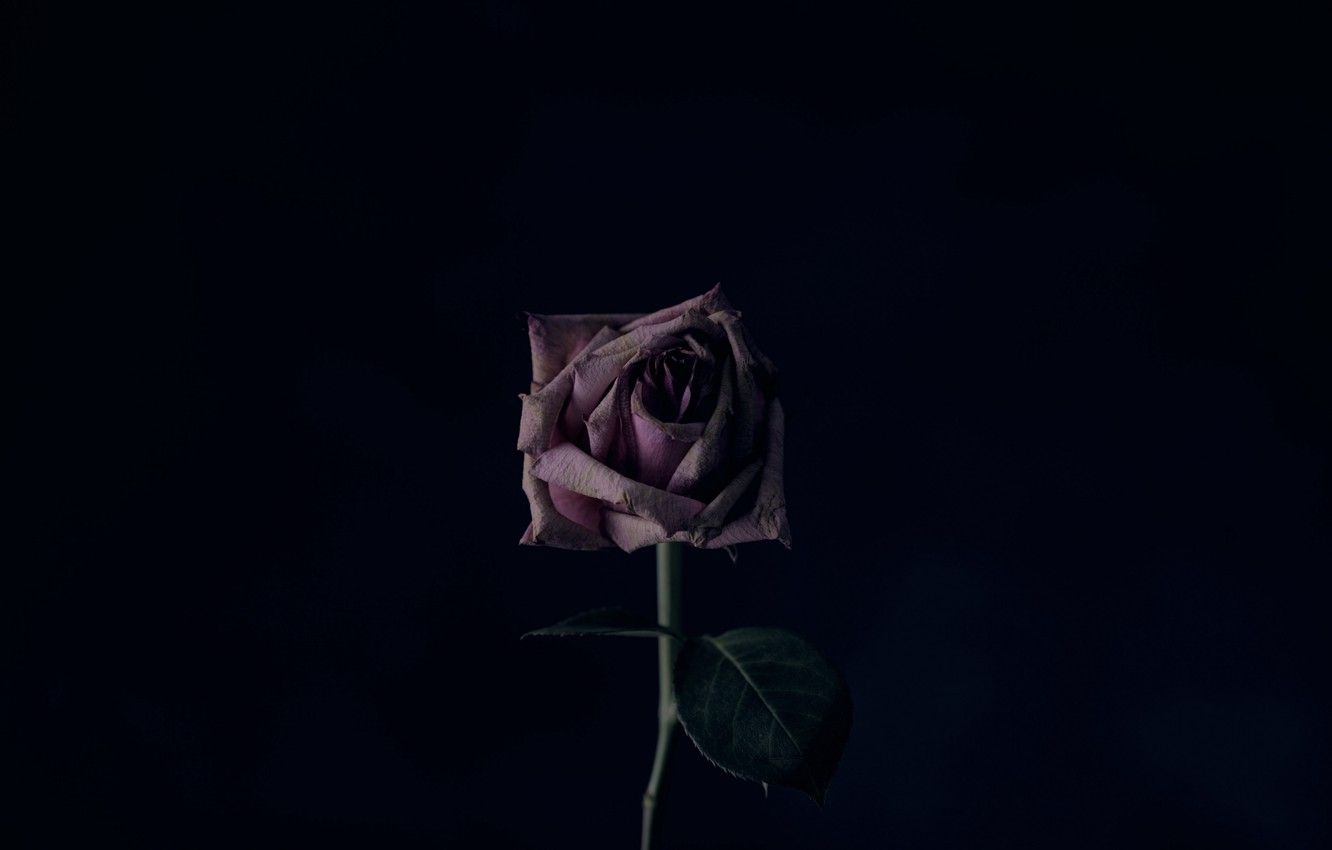 Minimalist Rose Wallpapers