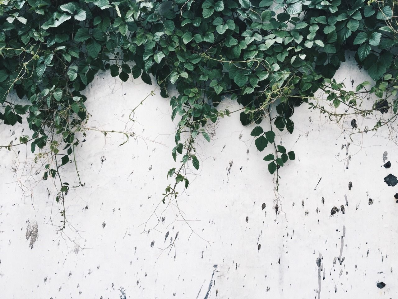 Minimalist Tumblr Plants Desktop Wallpapers