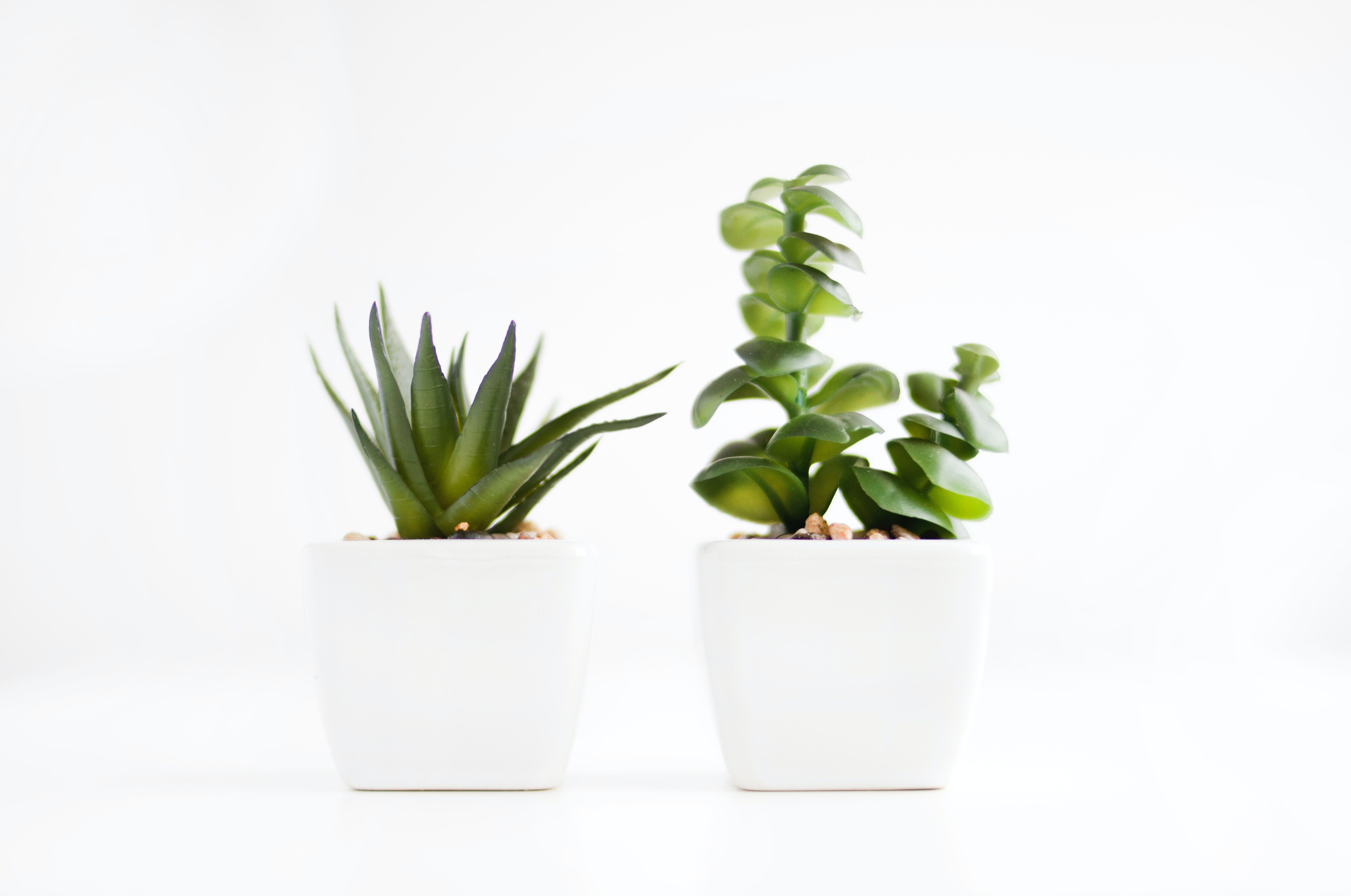 Minimalist Tumblr Plants Desktop Wallpapers