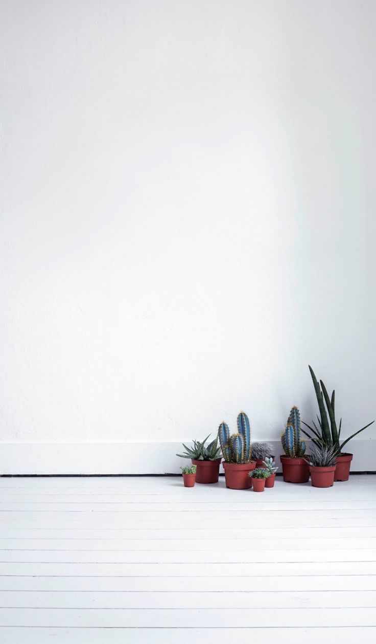 Minimalist Tumblr Plants Desktop Wallpapers