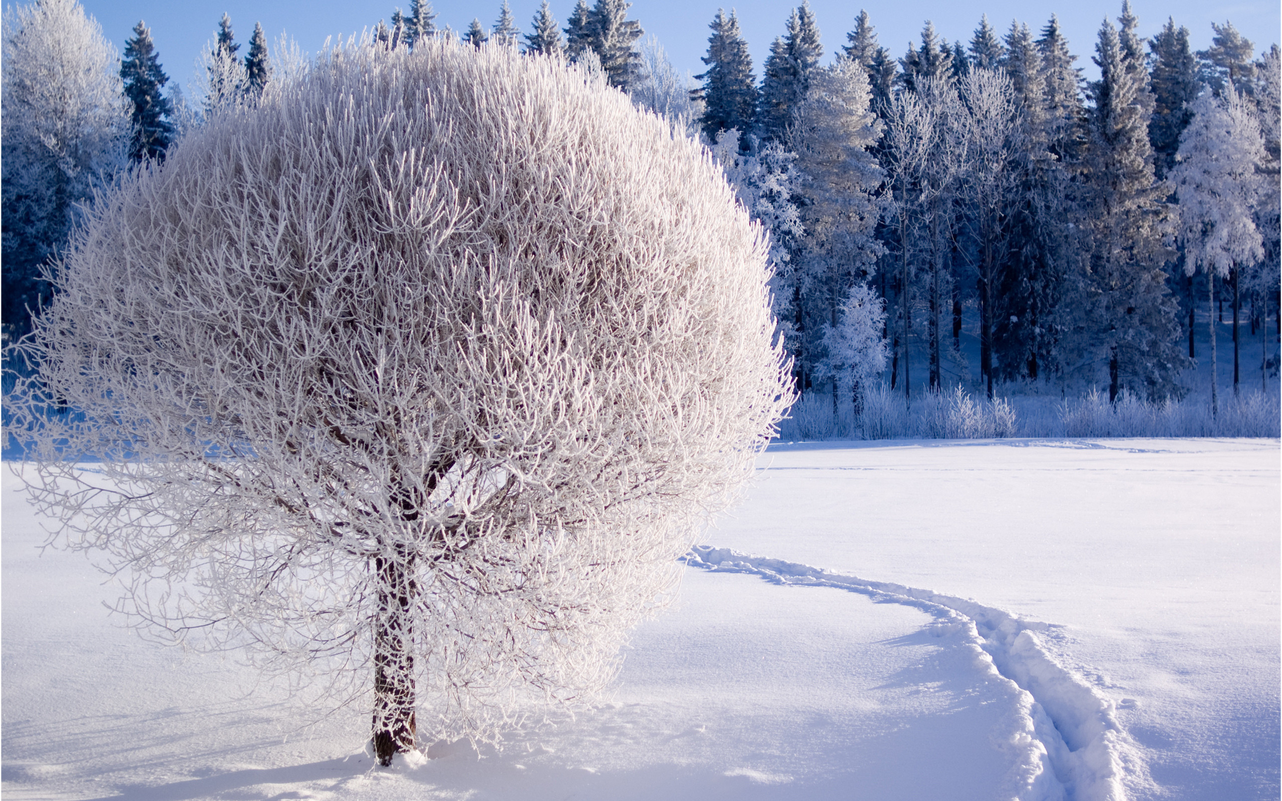 Minnesota Winter Wallpapers