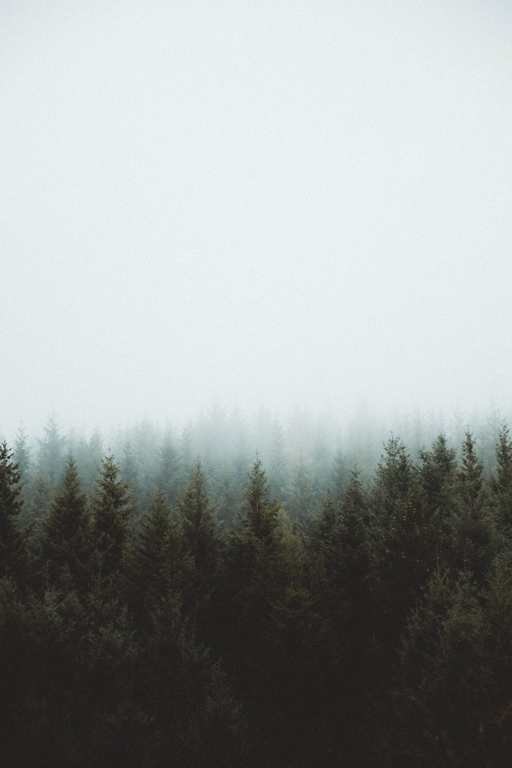 Misty Foggy Forest Wallpapers