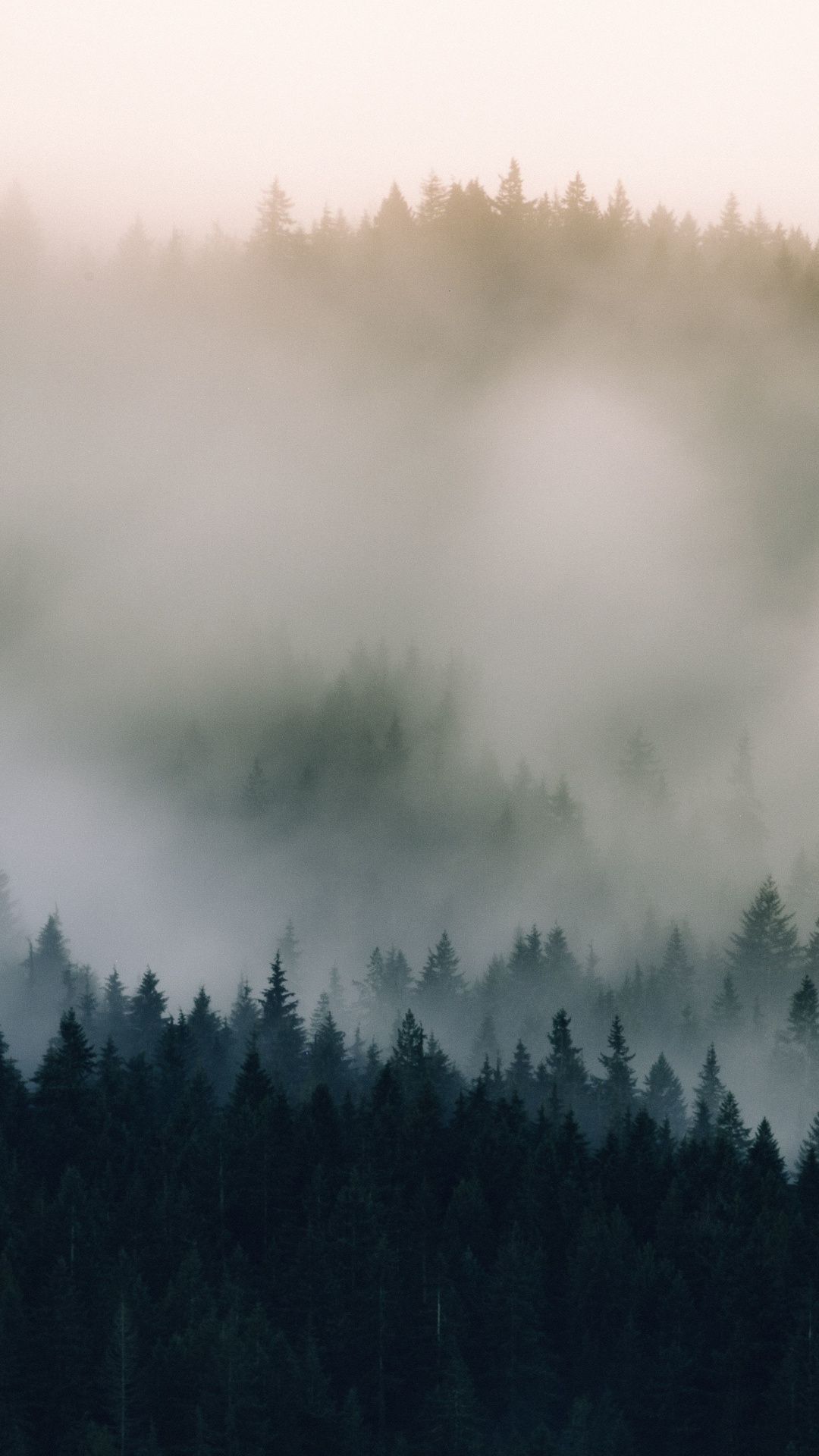 Misty Foggy Forest Wallpapers