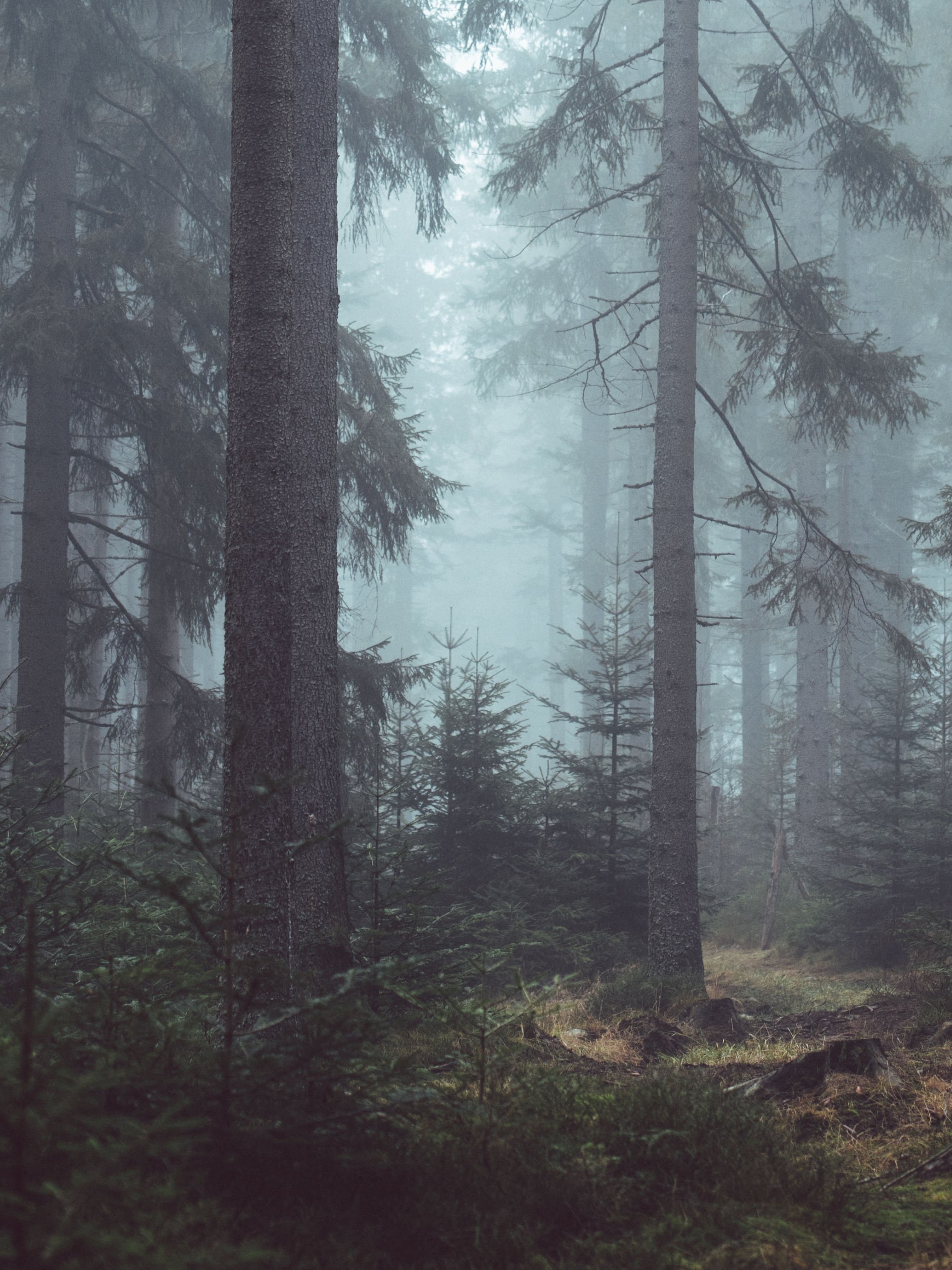 Misty Foggy Forest Wallpapers