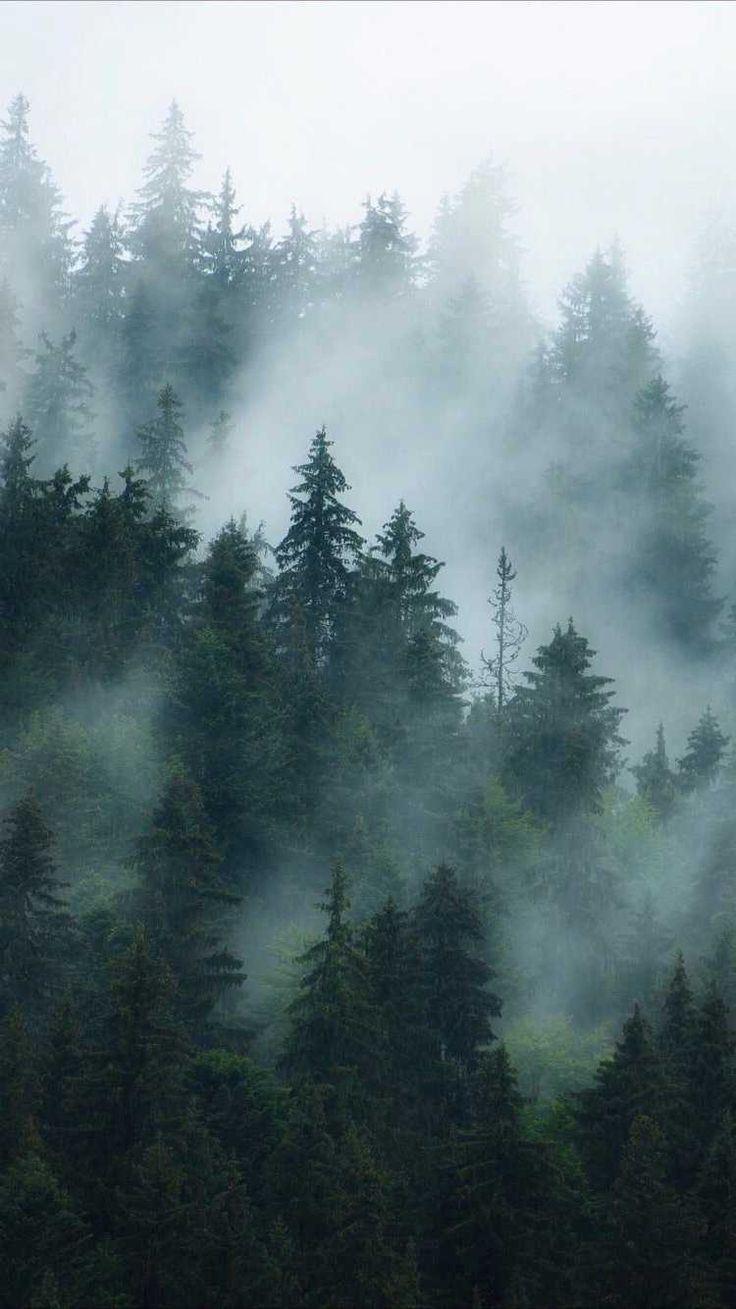 Misty Foggy Forest Wallpapers