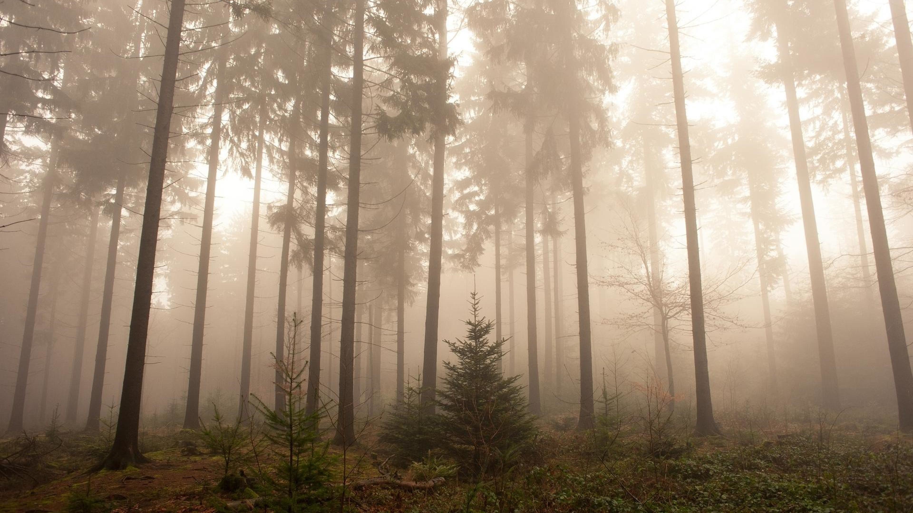 Misty Foggy Forest Wallpapers