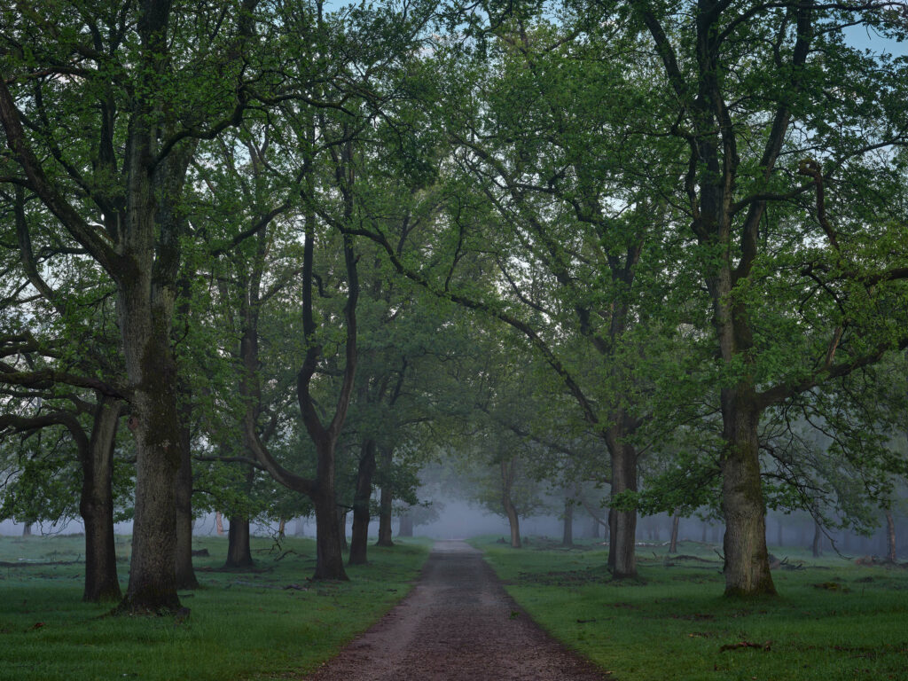 Misty Foggy Forest Wallpapers