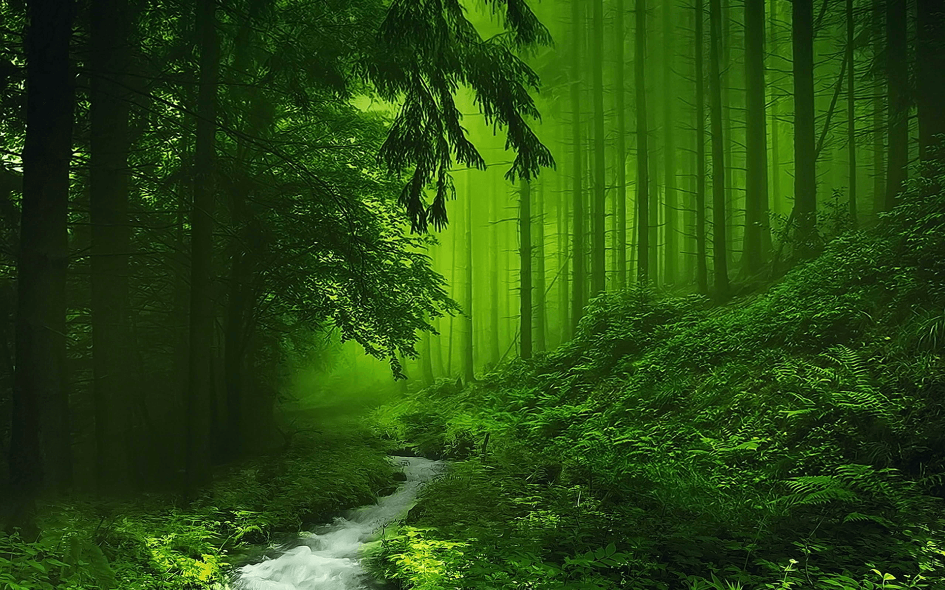 Misty Foggy Forest Wallpapers