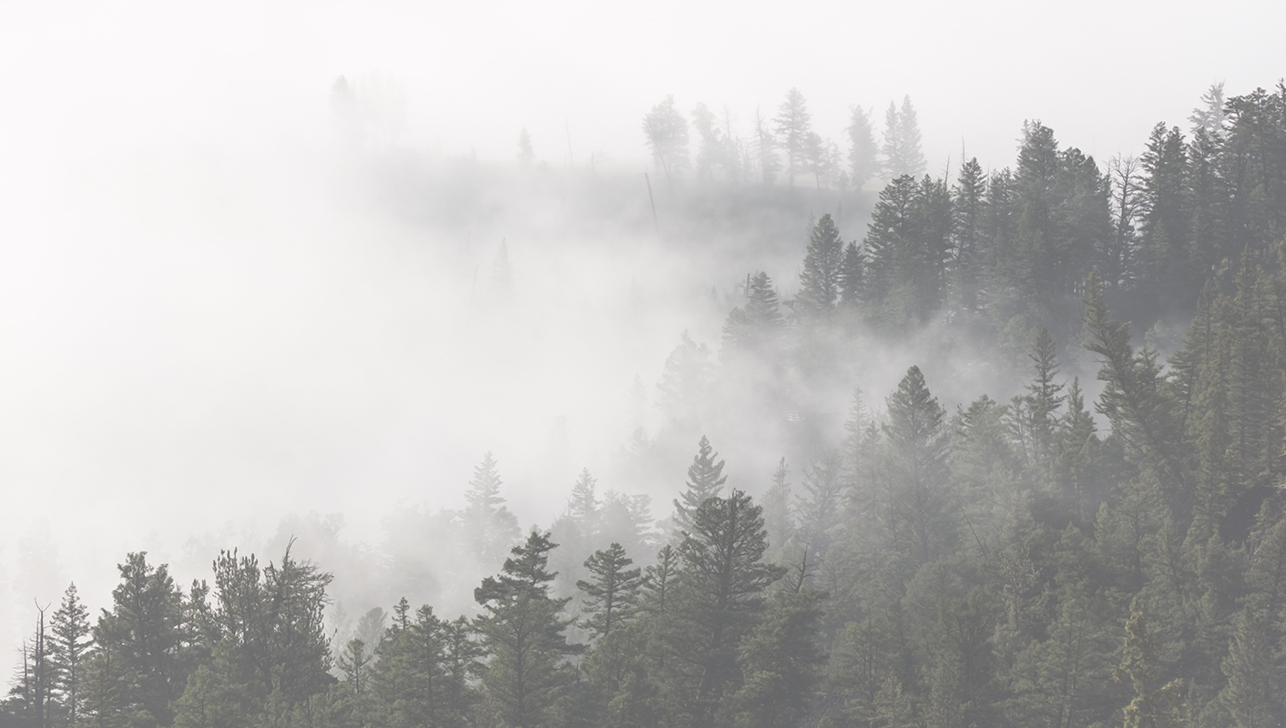 Misty Foggy Forest Wallpapers