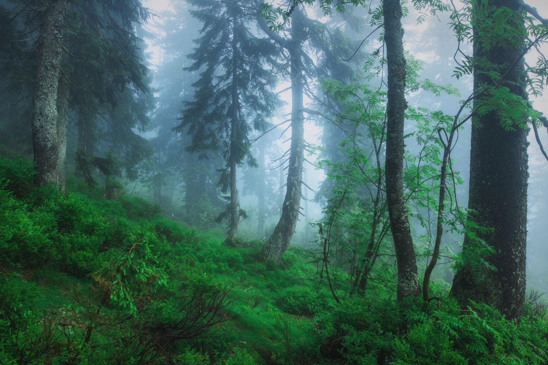 Misty Forest Photography 2021 Wallpapers