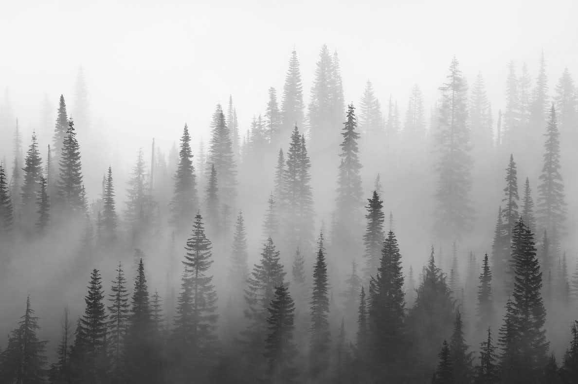 Misty Forest Photography 2021 Wallpapers