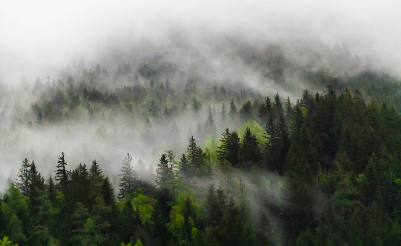 Misty Forest Photography 2021 Wallpapers