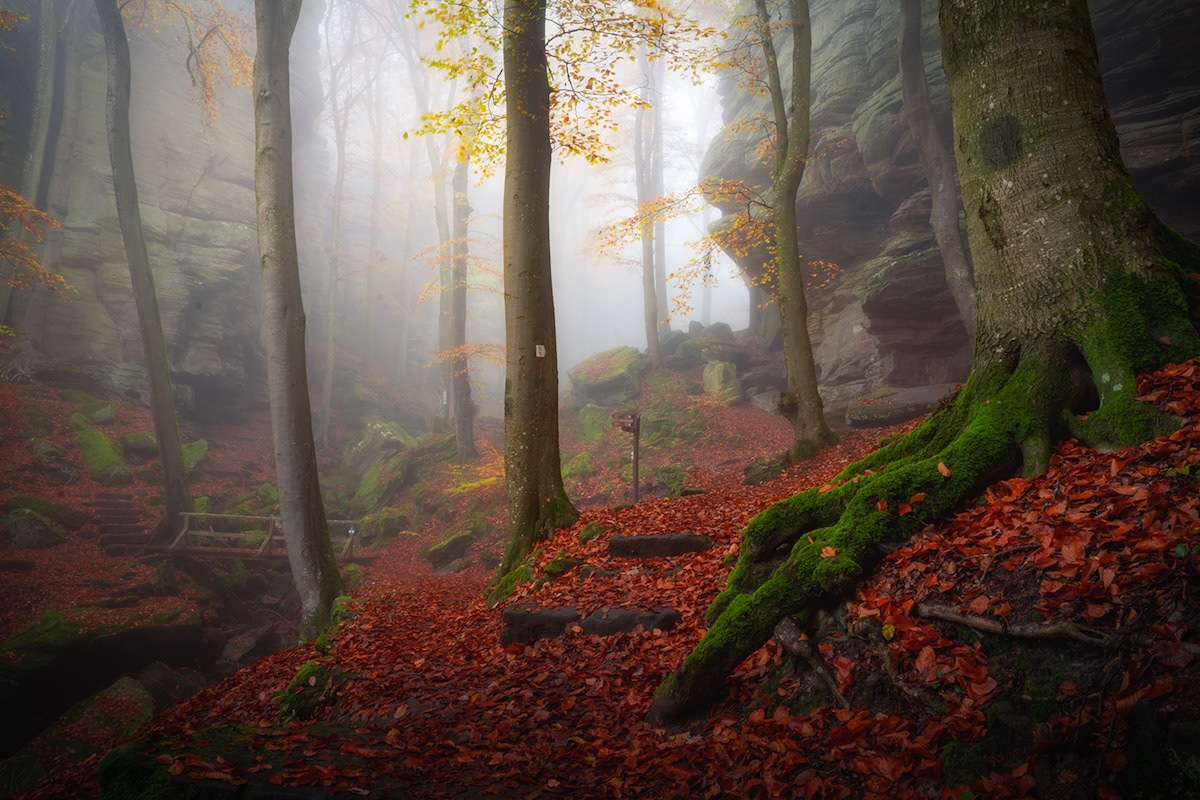 Misty Forest Photography 2021 Wallpapers