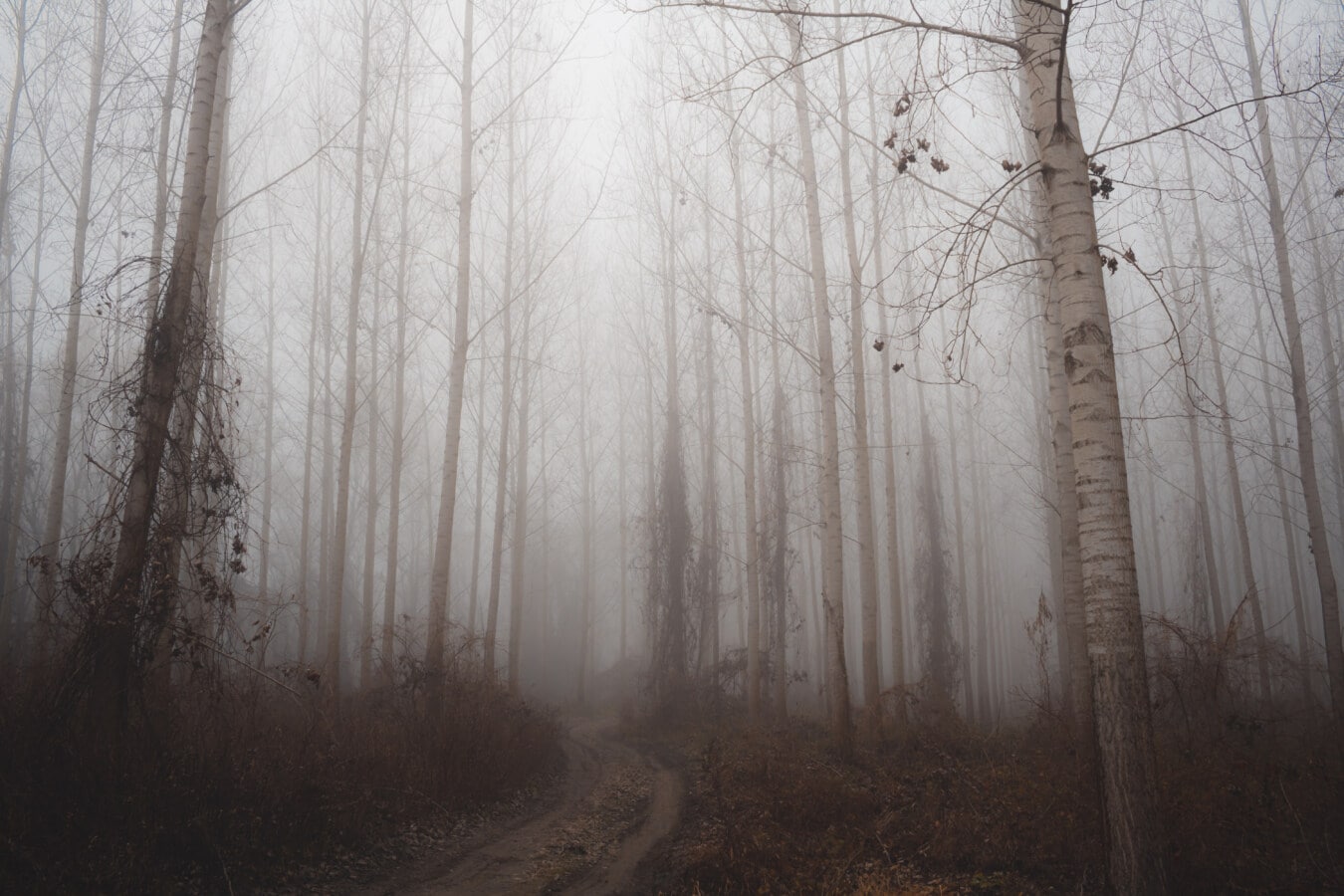 Misty Forest Photography 2021 Wallpapers