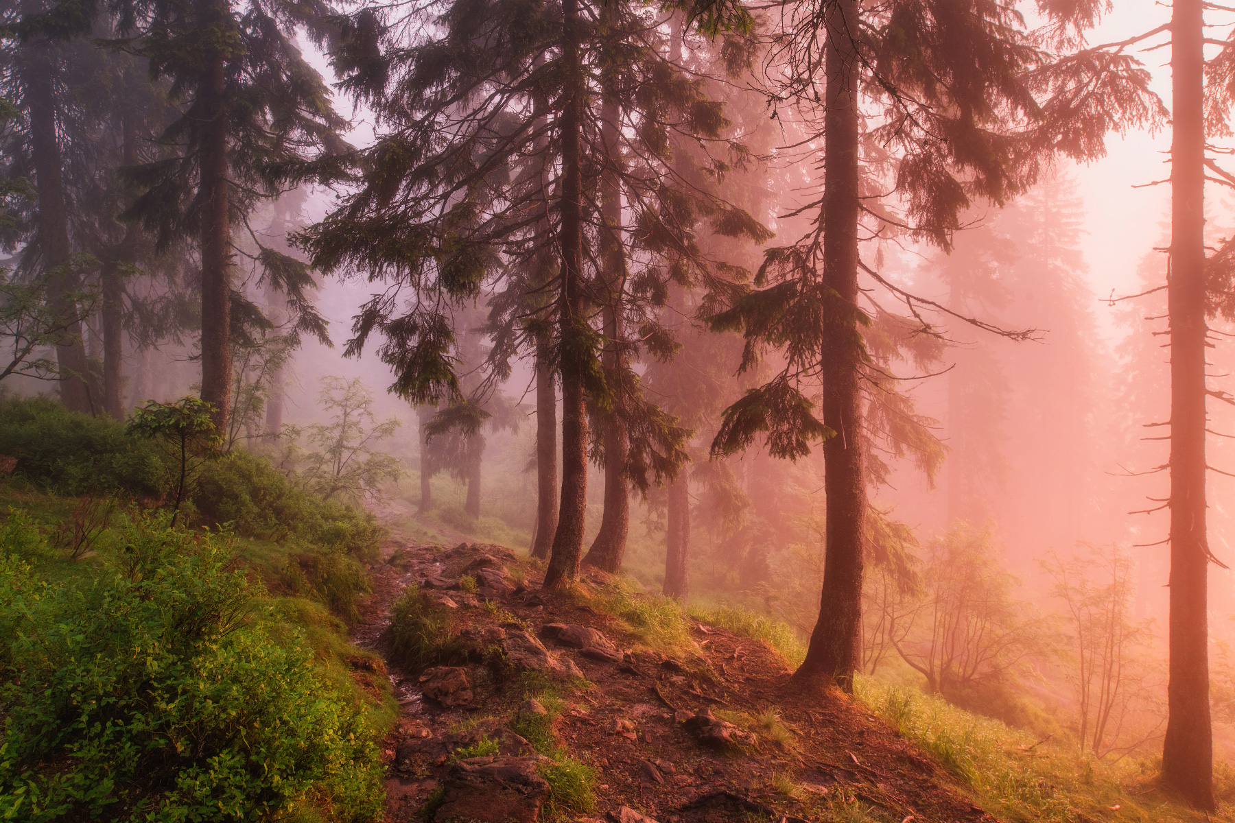 Misty Forest Photography 2021 Wallpapers