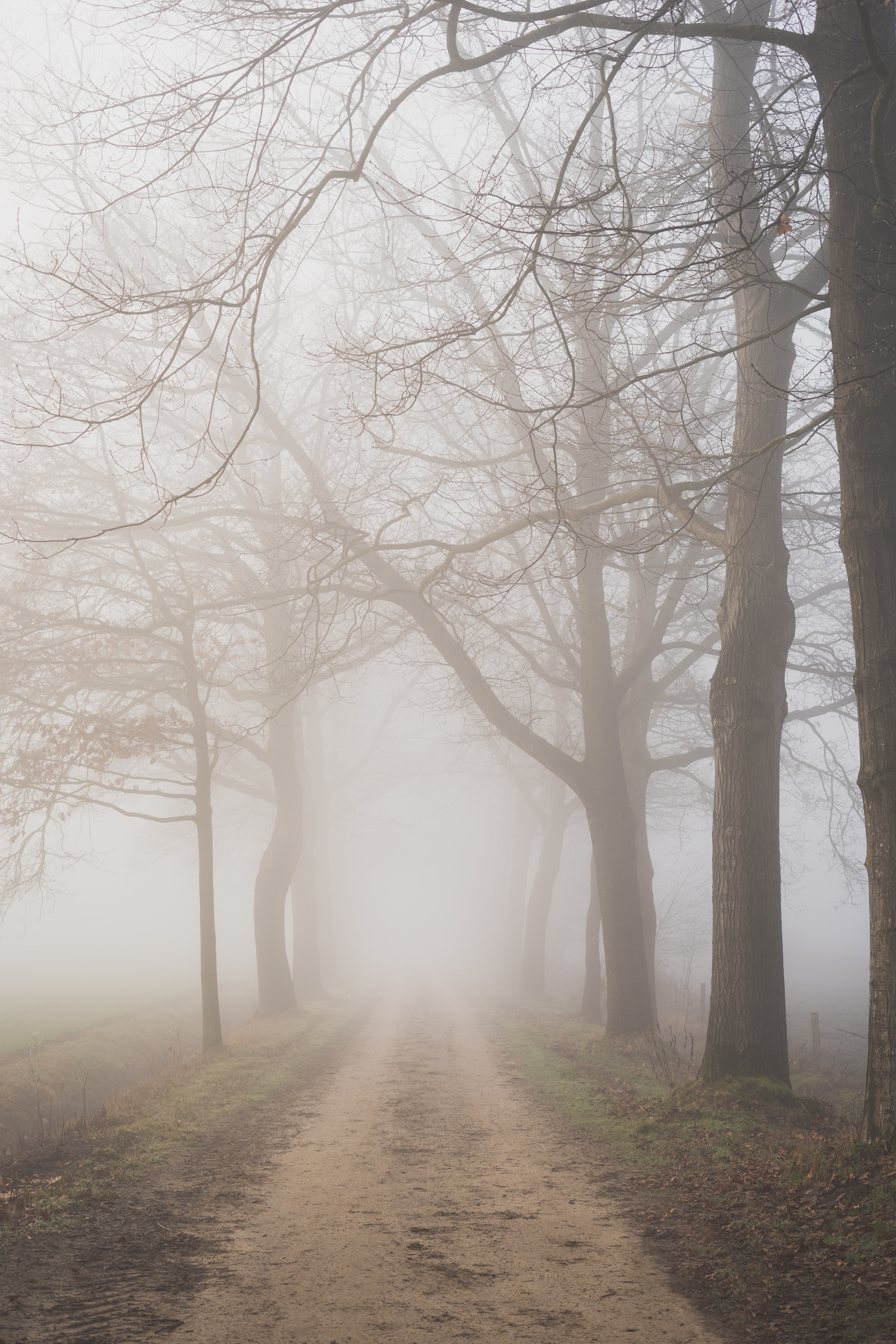 Misty Forest Photography 2021 Wallpapers