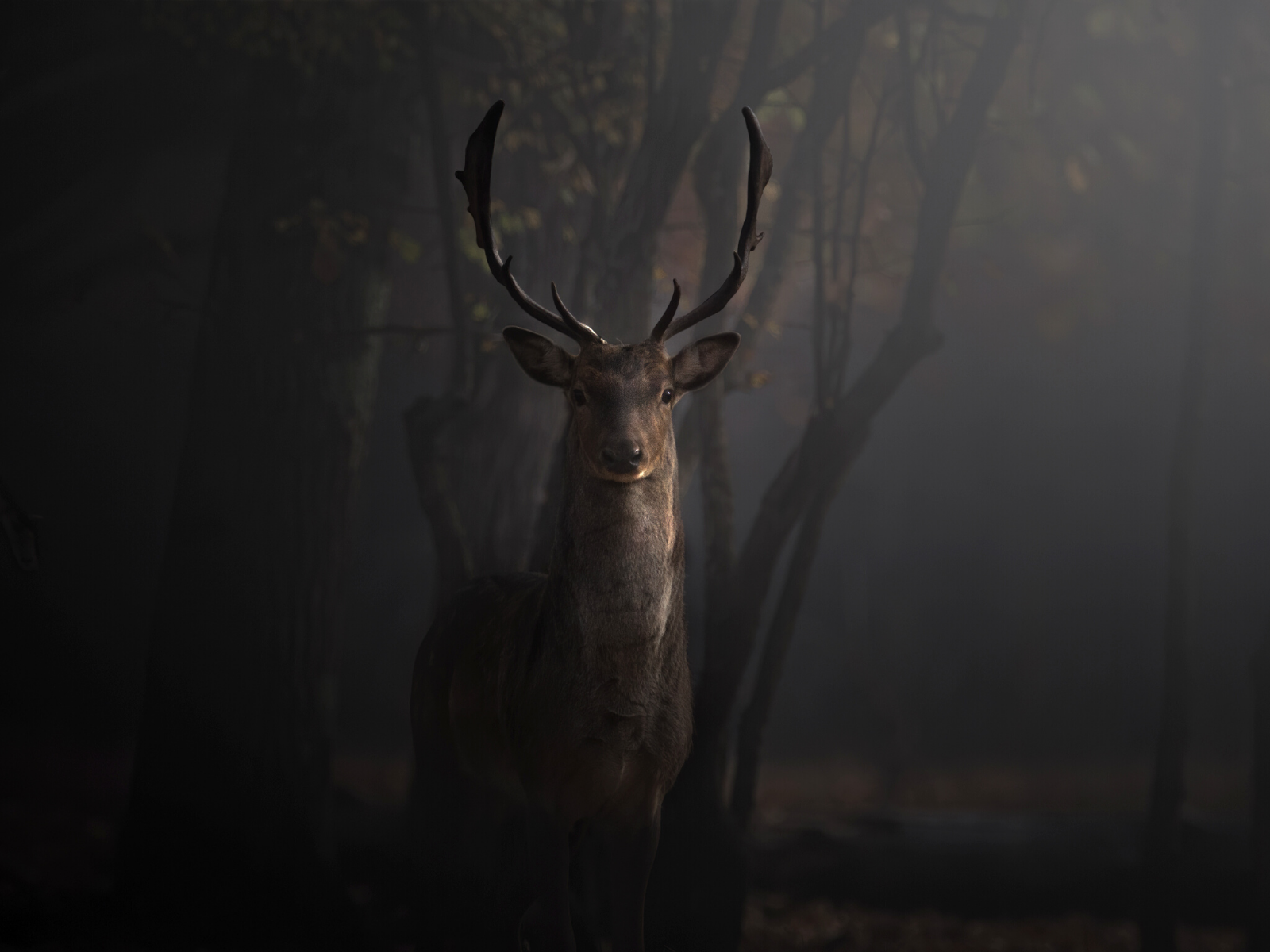 Misty Forest Photography 2021 Wallpapers