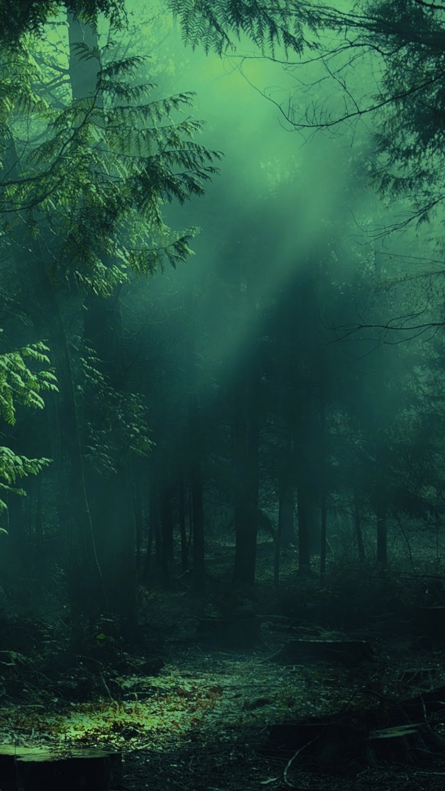 Misty Forest Wallpapers