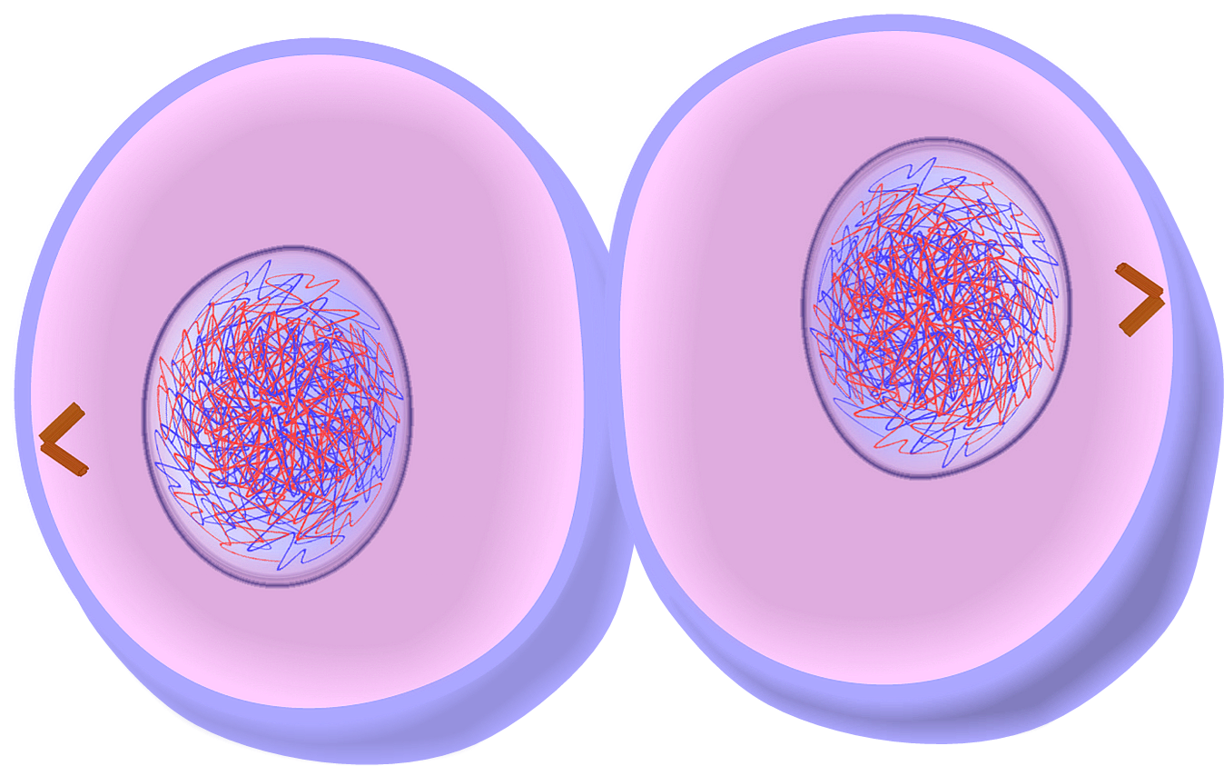 Mitosis Wallpapers
