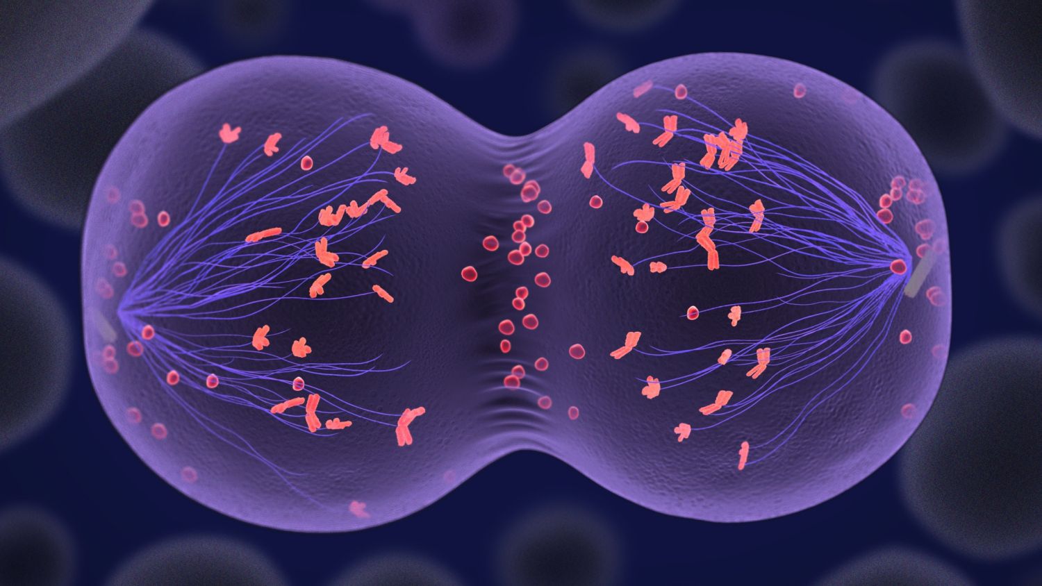 Хромосомы живых клеток. Митоз 3d. Деление клетки. Клетка делится. Деление клетки биология.