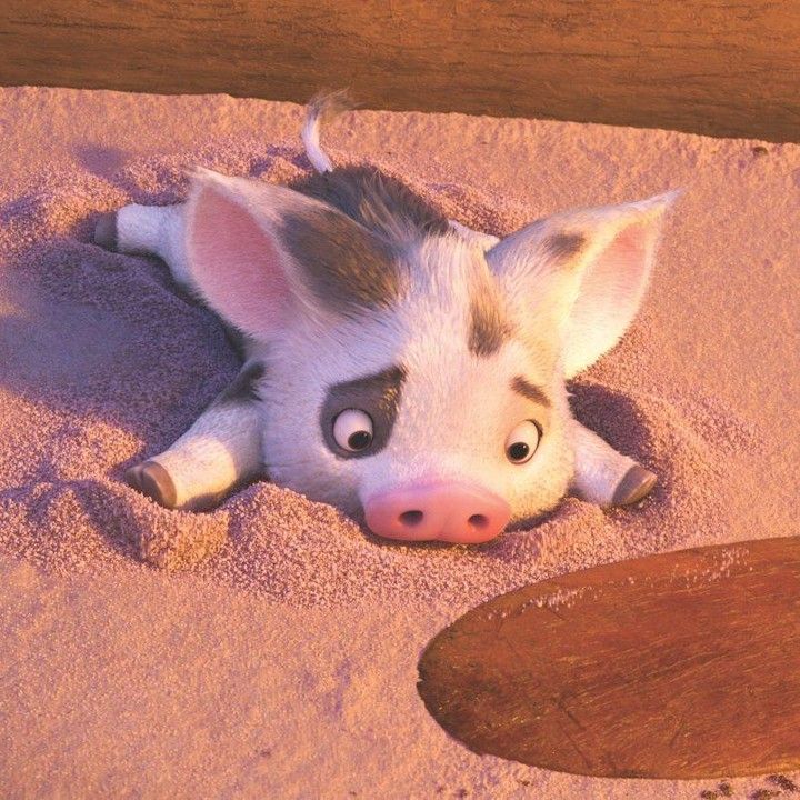 Moana Pig Wallpapers