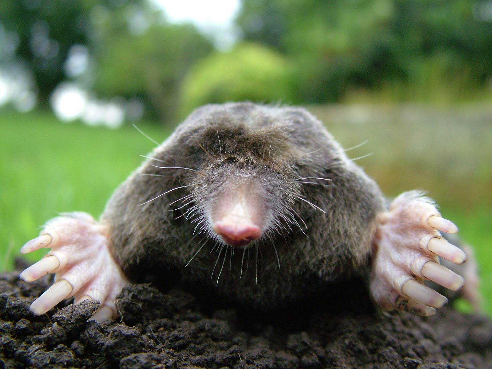 Mole Animal Wallpapers