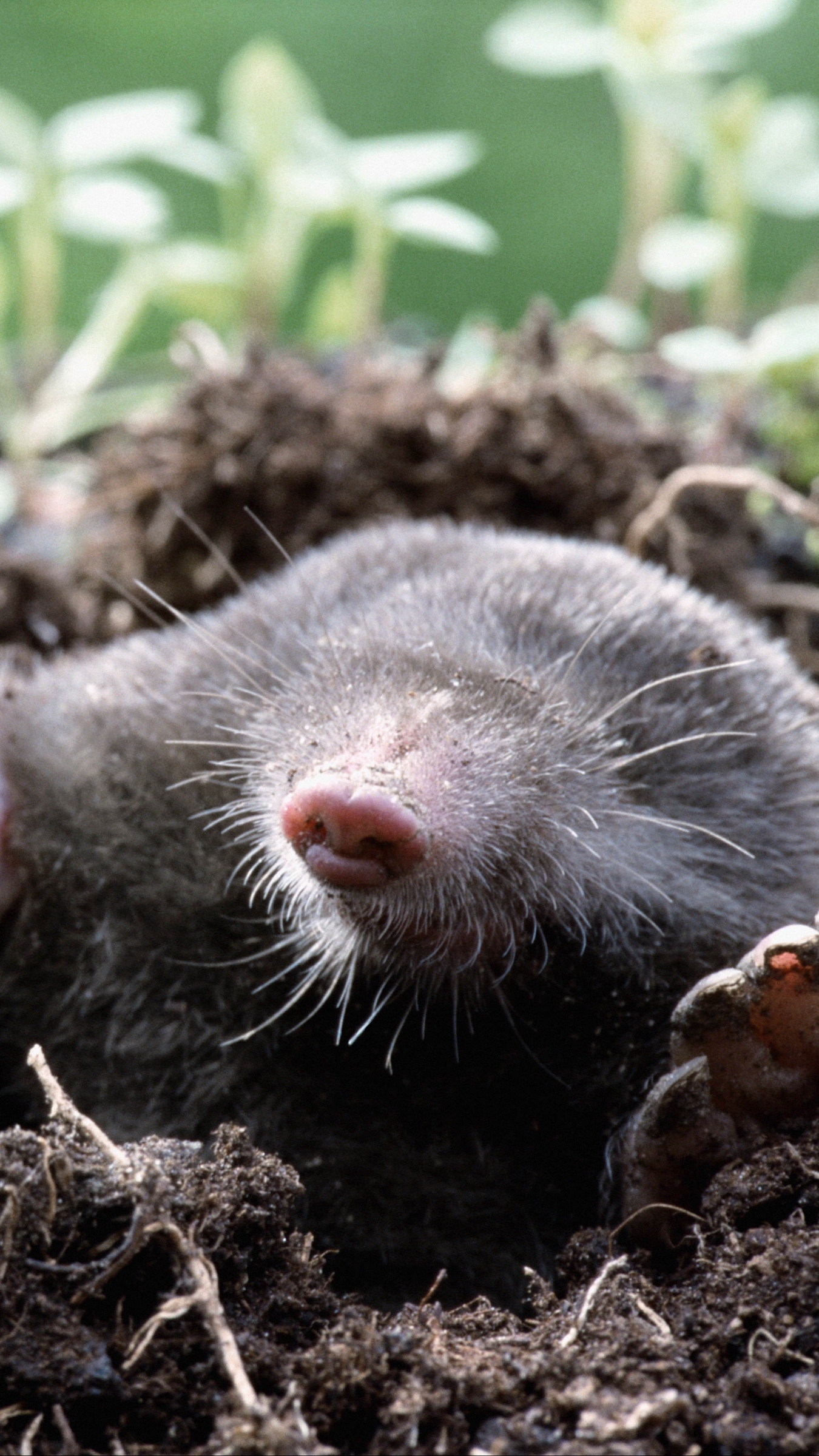 Mole Animal Wallpapers