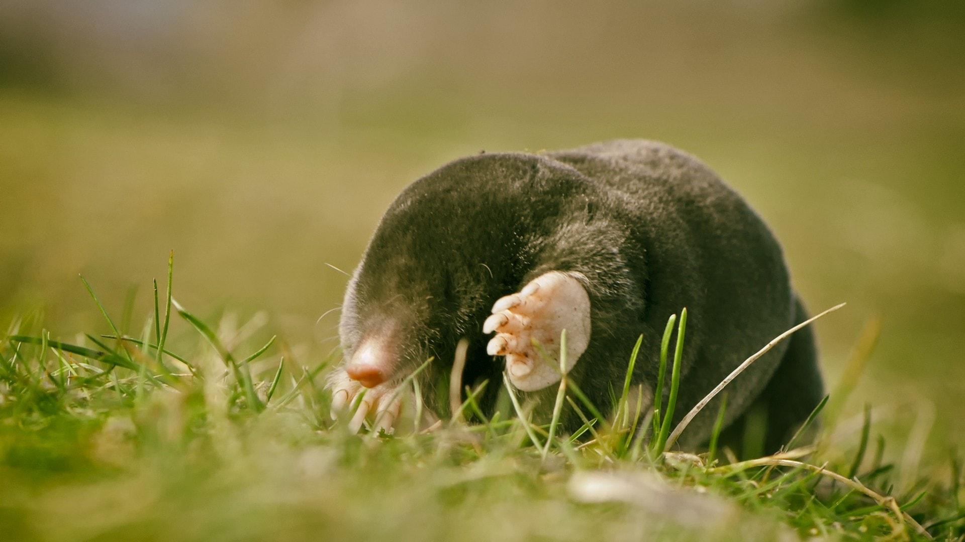 Mole Animal Wallpapers