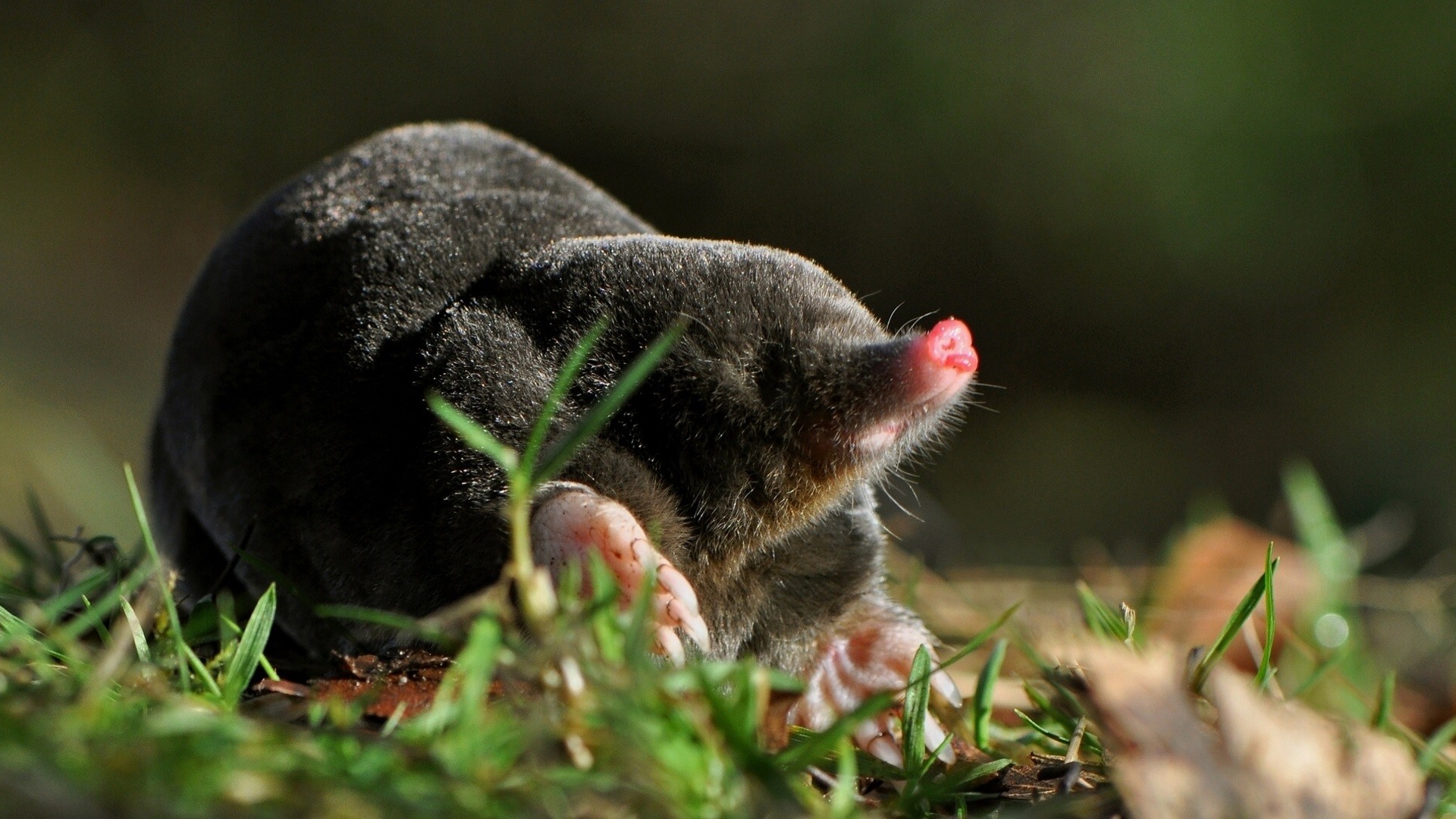 Mole Animal Wallpapers