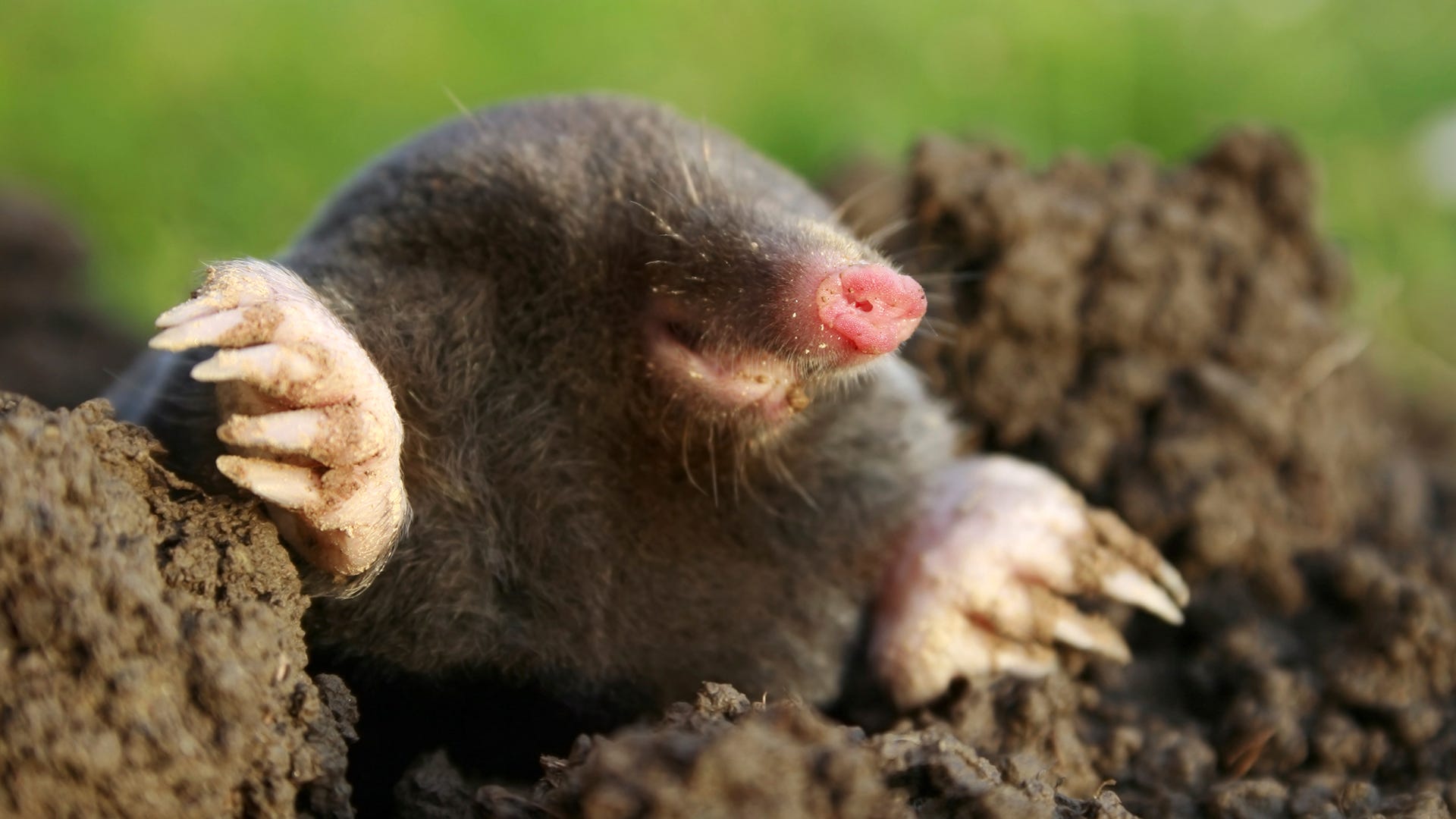 Mole Animal Wallpapers