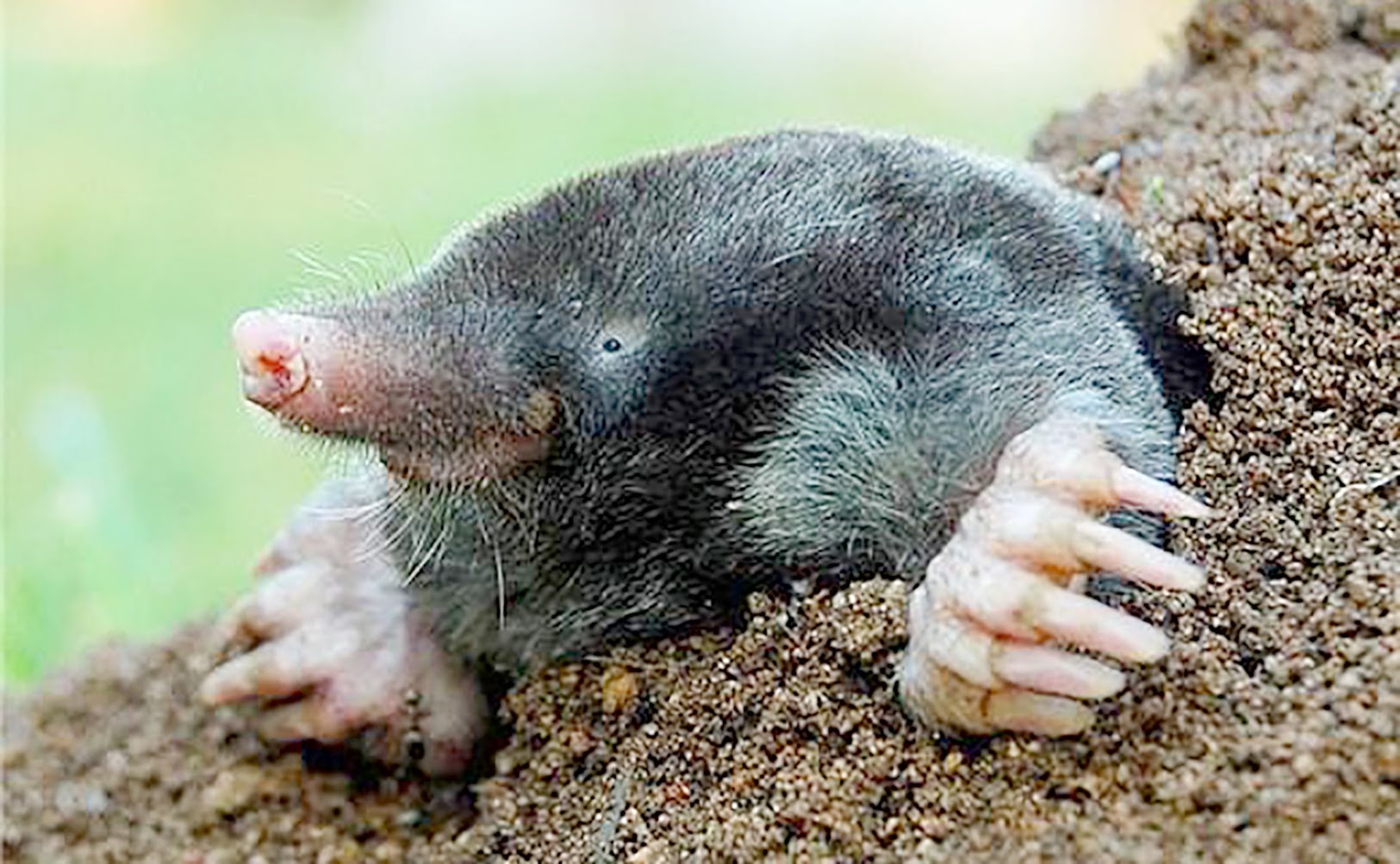 Mole Animal Wallpapers